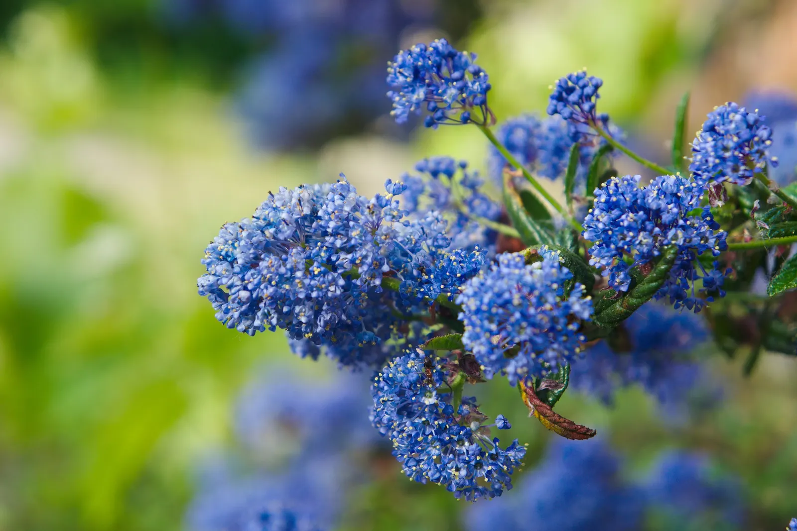 Deerbrush (Ceanothus Integerrimus) — which turn a yellow to bronzy-orange hue in the autumn; shrub with white blooms, image 62