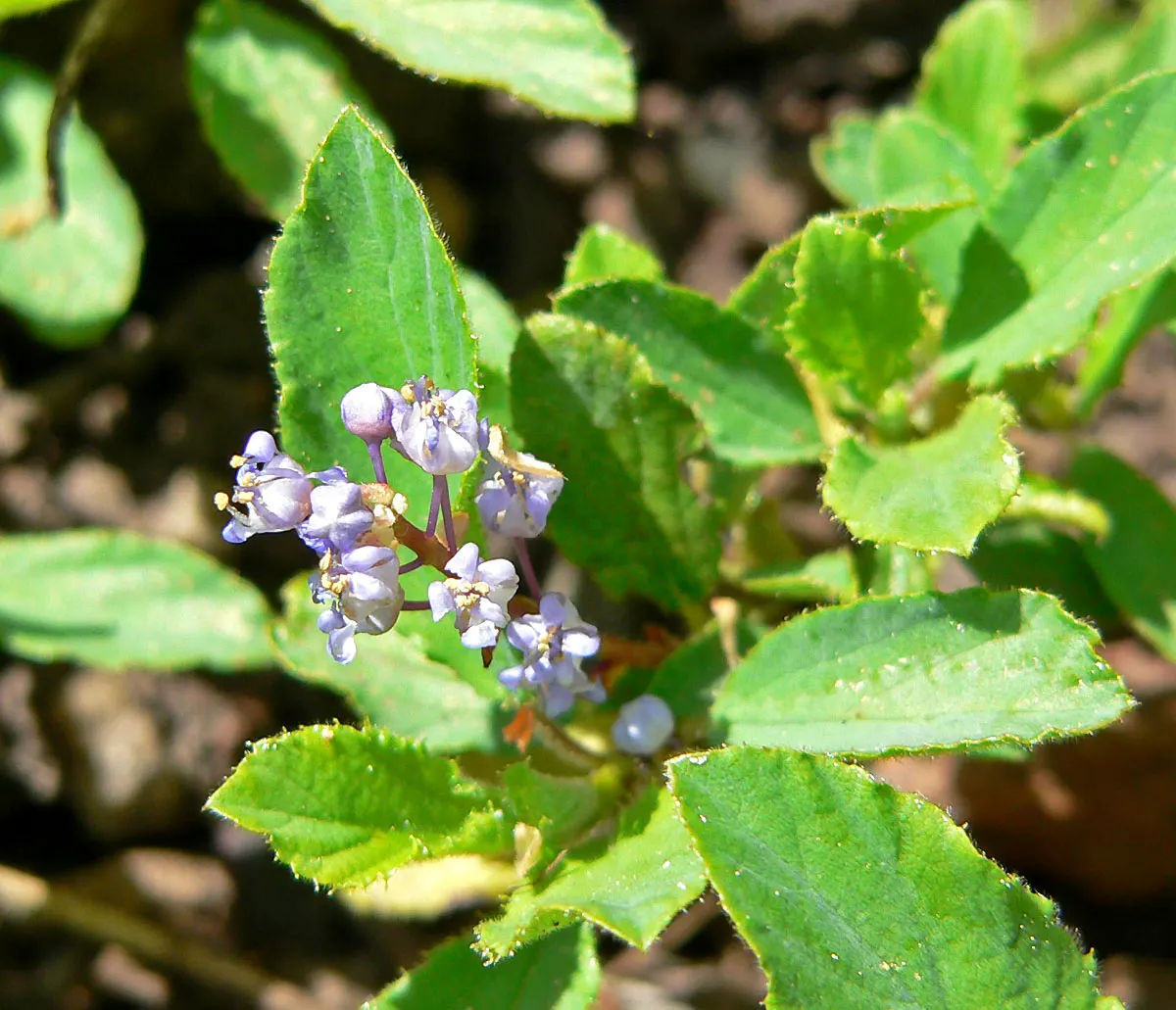 Deerbrush (Ceanothus Integerrimus) — scientifically named Ceanothus integerrimus