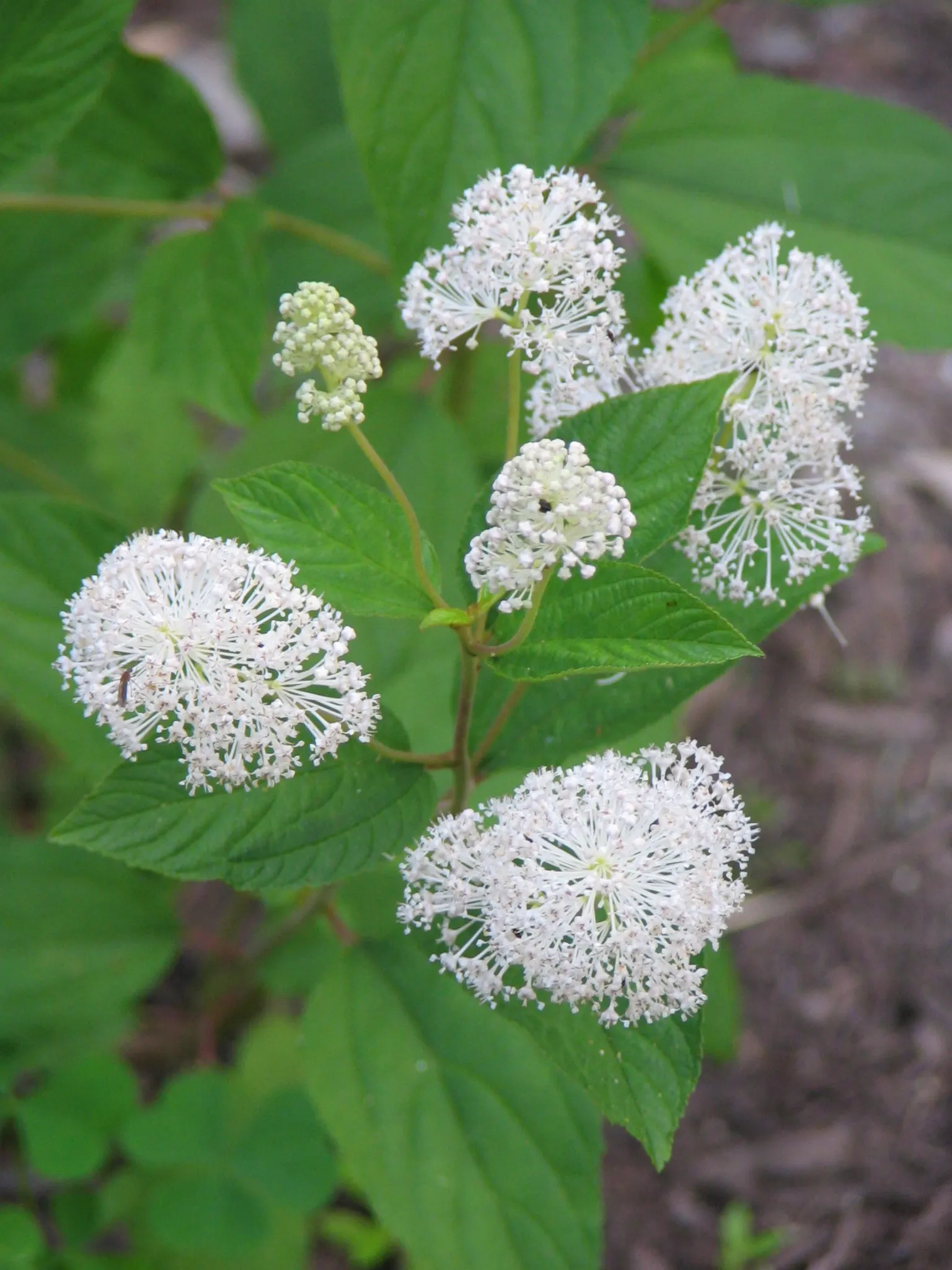 Deerbrush (Ceanothus Integerrimus) — white to pale blue flowers in spring