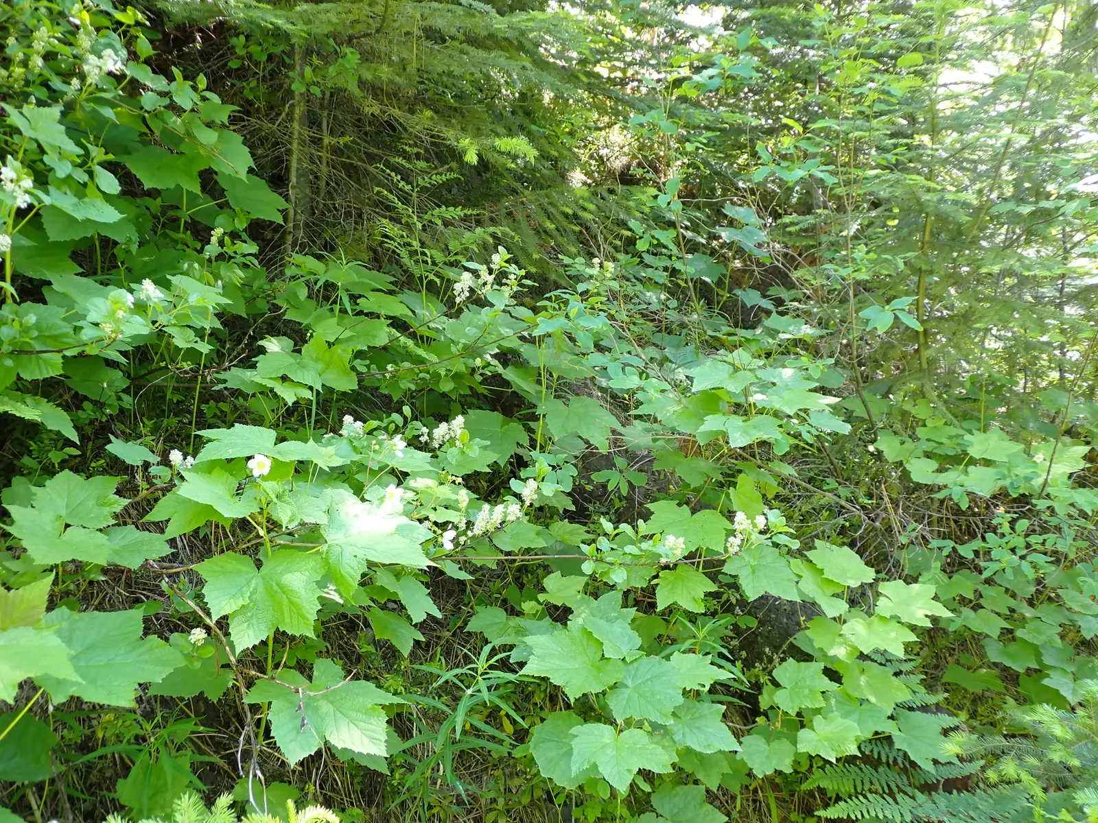 Deerbrush (Ceanothus Integerrimus) — Ideal for naturalistic settings, it attracts pollinators and serves as excellent wildlife cover; it requires, image 78