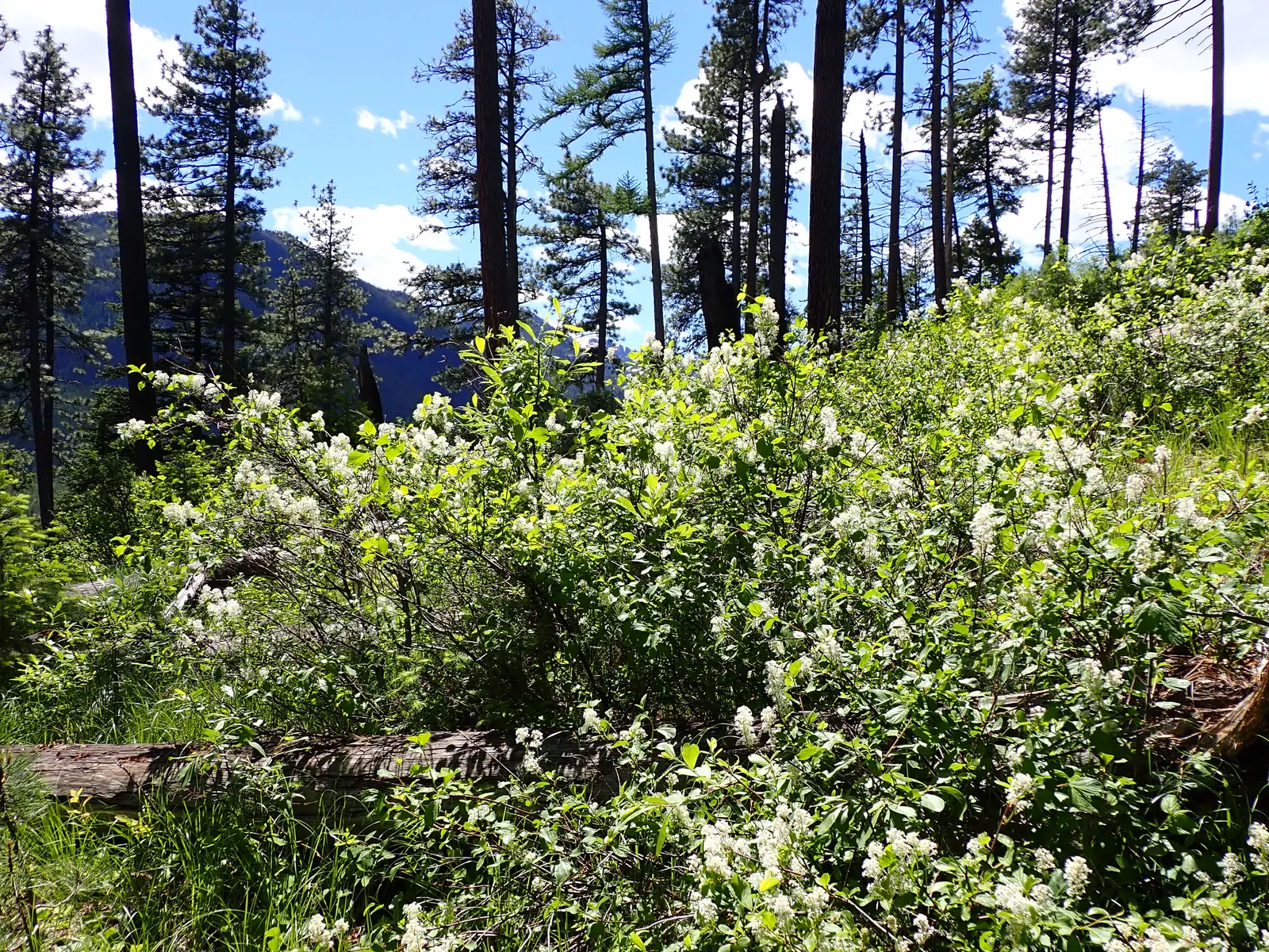Deerbrush (Ceanothus Integerrimus) — is a versatile and lush addition to any landscaping project looking to celebrate North American native flora
