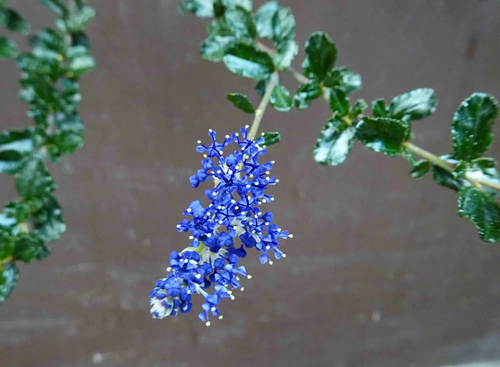 Deerbrush (Ceanothus Integerrimus) — leaving ample space for its natural form to flourish; shrub for full or half, image 69