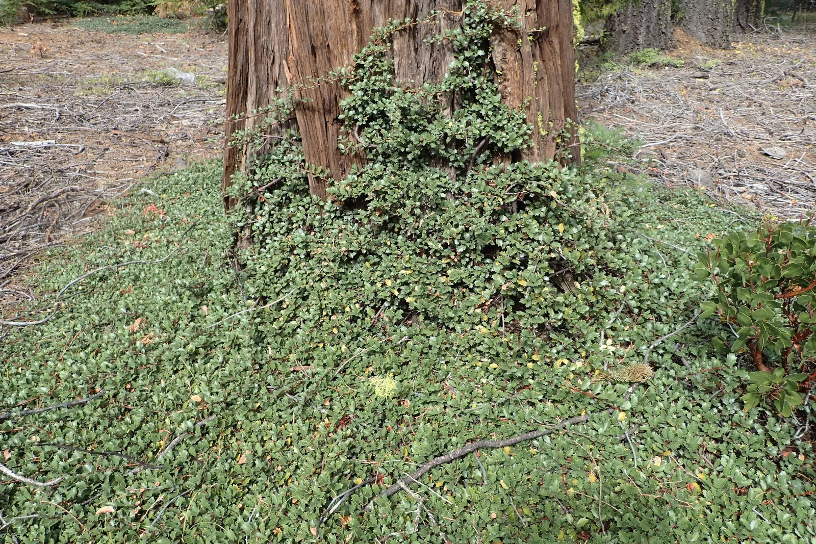 Deerbrush (Ceanothus Integerrimus) — This species is well-suited to well-drained soils and is also deer resistant; this shrub should be strategically placed to