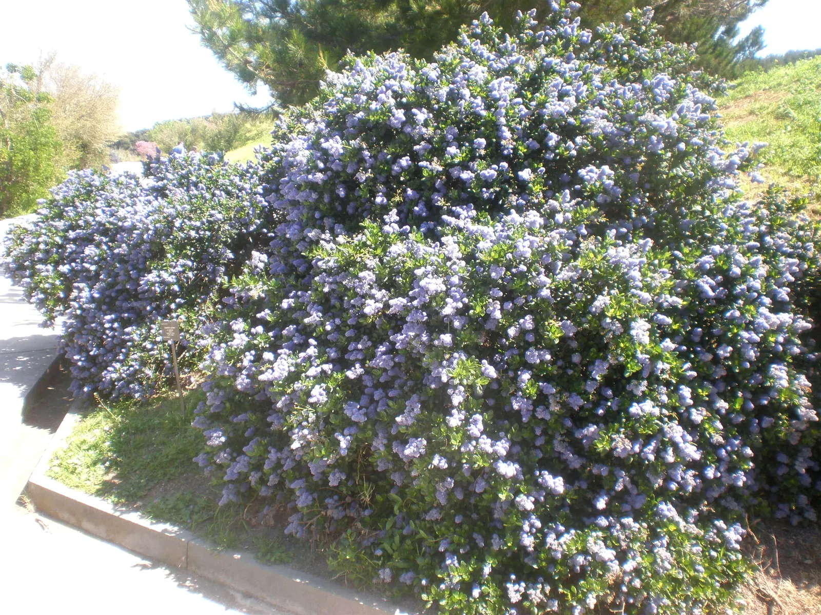 Deerbrush (Ceanothus Integerrimus) — The foliage of this plant is equally appealing