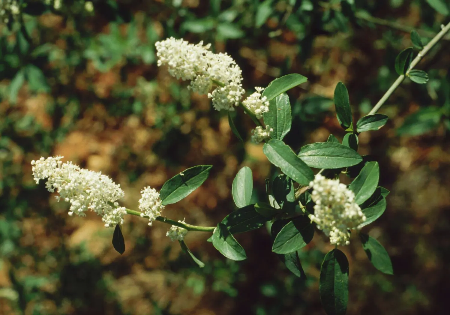 Deerbrush (Ceanothus Integerrimus) — white flowers in the garden; deerbrush is low-maintenance, requiring minimal watering and pruning