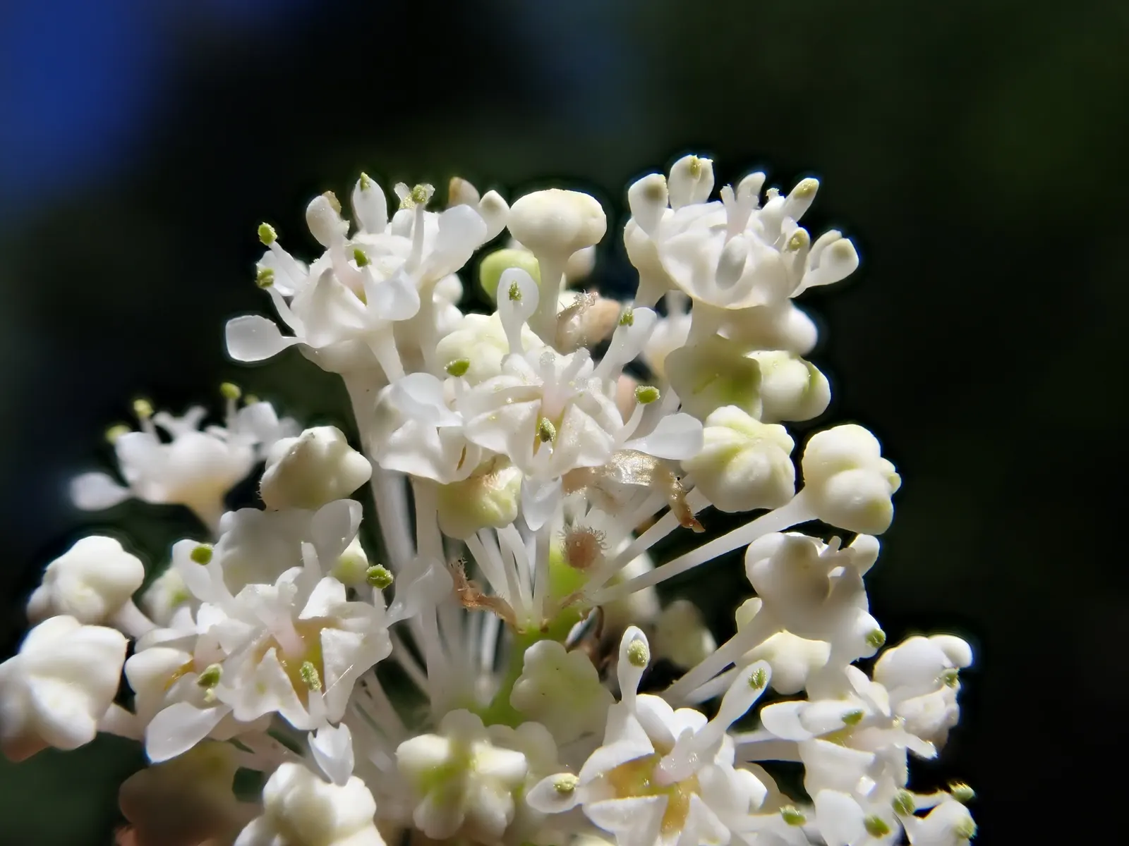 Deerbrush (Ceanothus Integerrimus) — Ceanothus integerrimus, commonly called Deerbrush, thrives in USDA zones 7-10, reaching 6-8 ft tall and wide, image 73