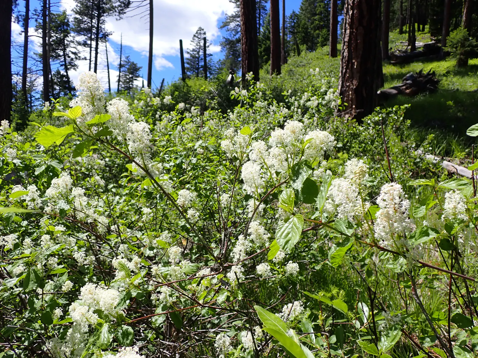 Deerbrush (Ceanothus Integerrimus) — Ideal for naturalistic settings, it attracts pollinators and serves as excellent wildlife cover; it requires minimal