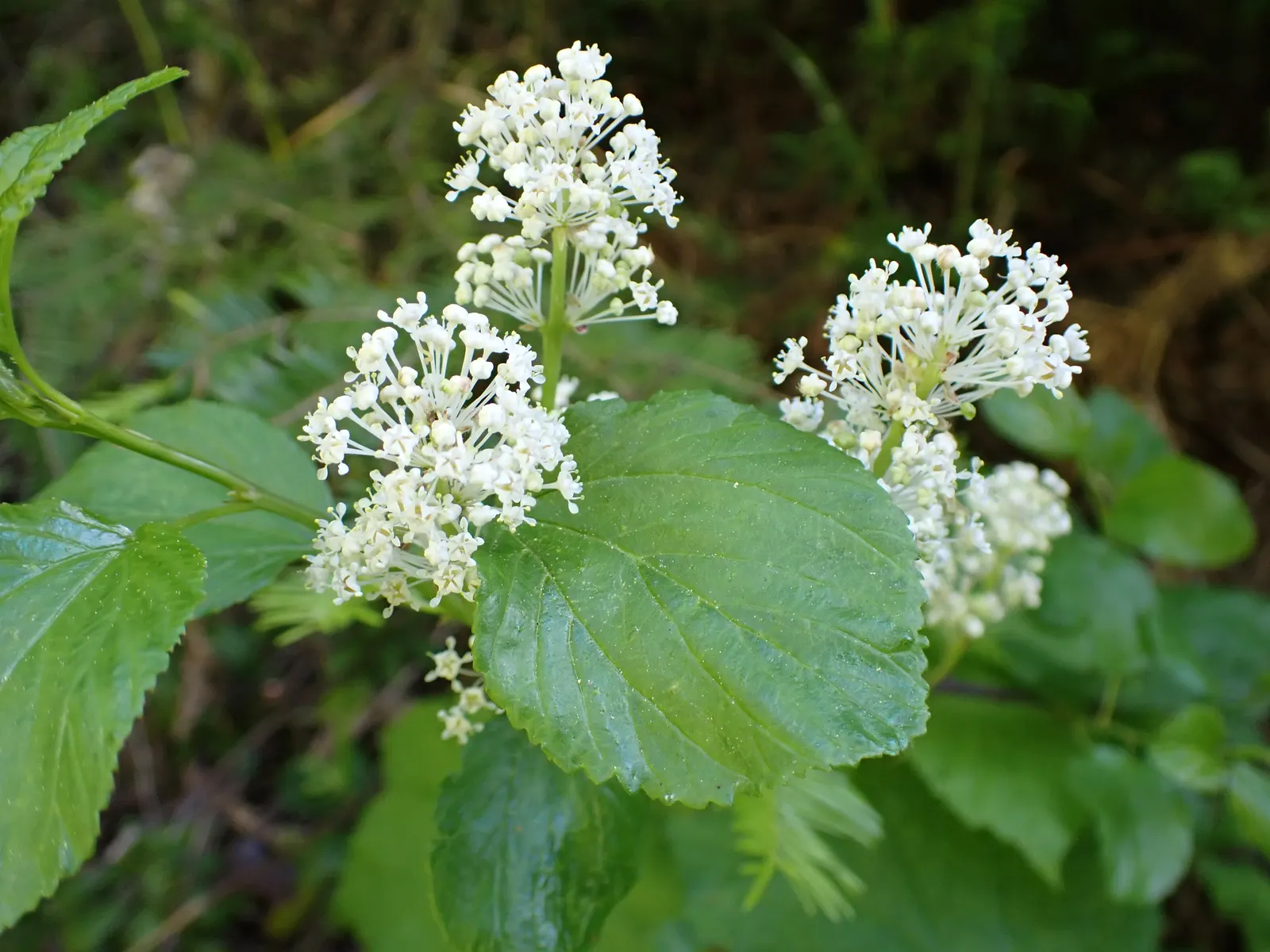 Deerbrush (Ceanothus Integerrimus) — Ceanothus integerrimus, commonly called Deerbrush, thrives in USDA zones 7-10, reaching 6-8 ft tall and wide; white to