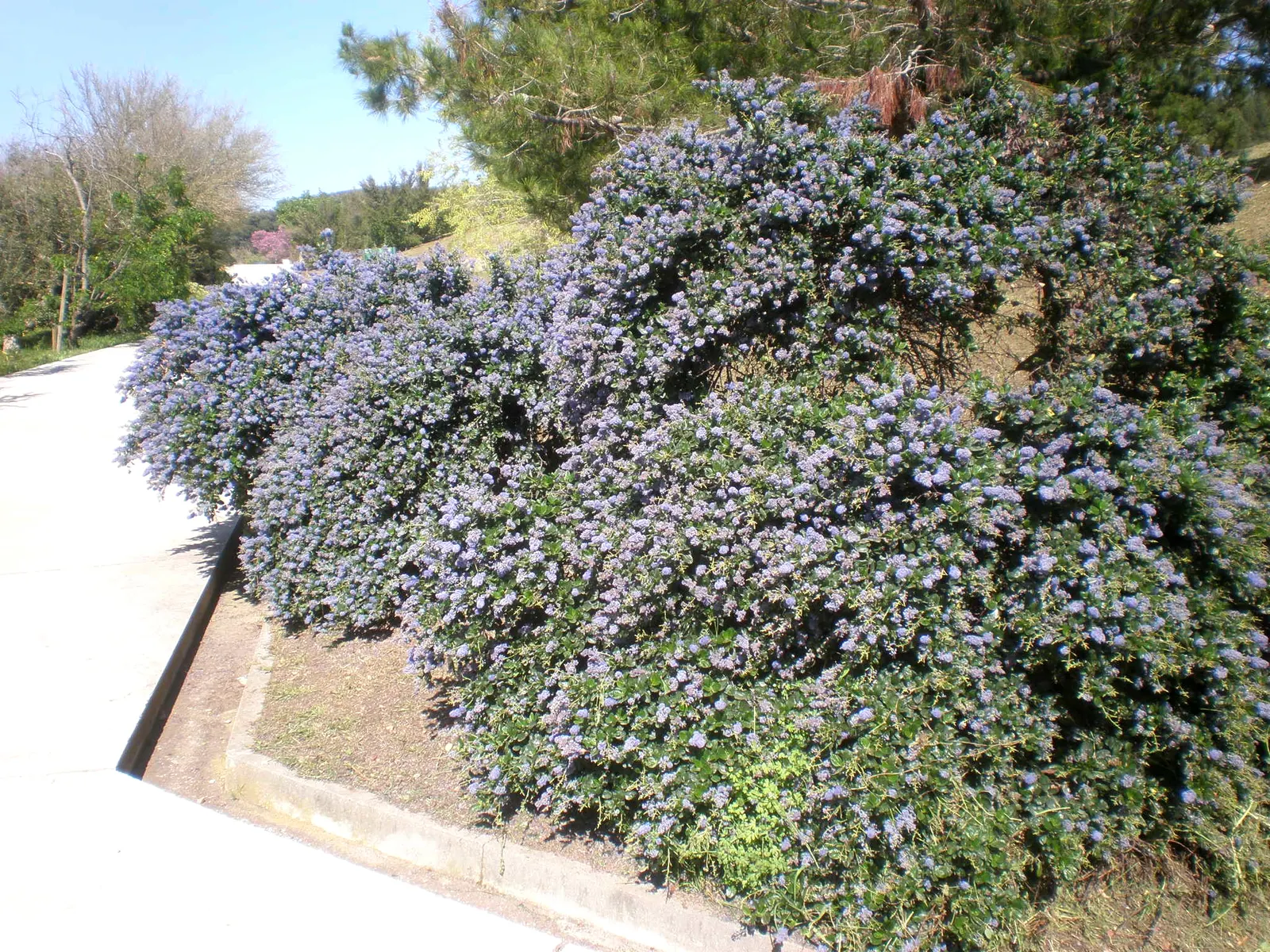 Deerbrush (Ceanothus Integerrimus) — this shrub should be strategically placed to accommodate its potential growth in both height and width; this, image 68