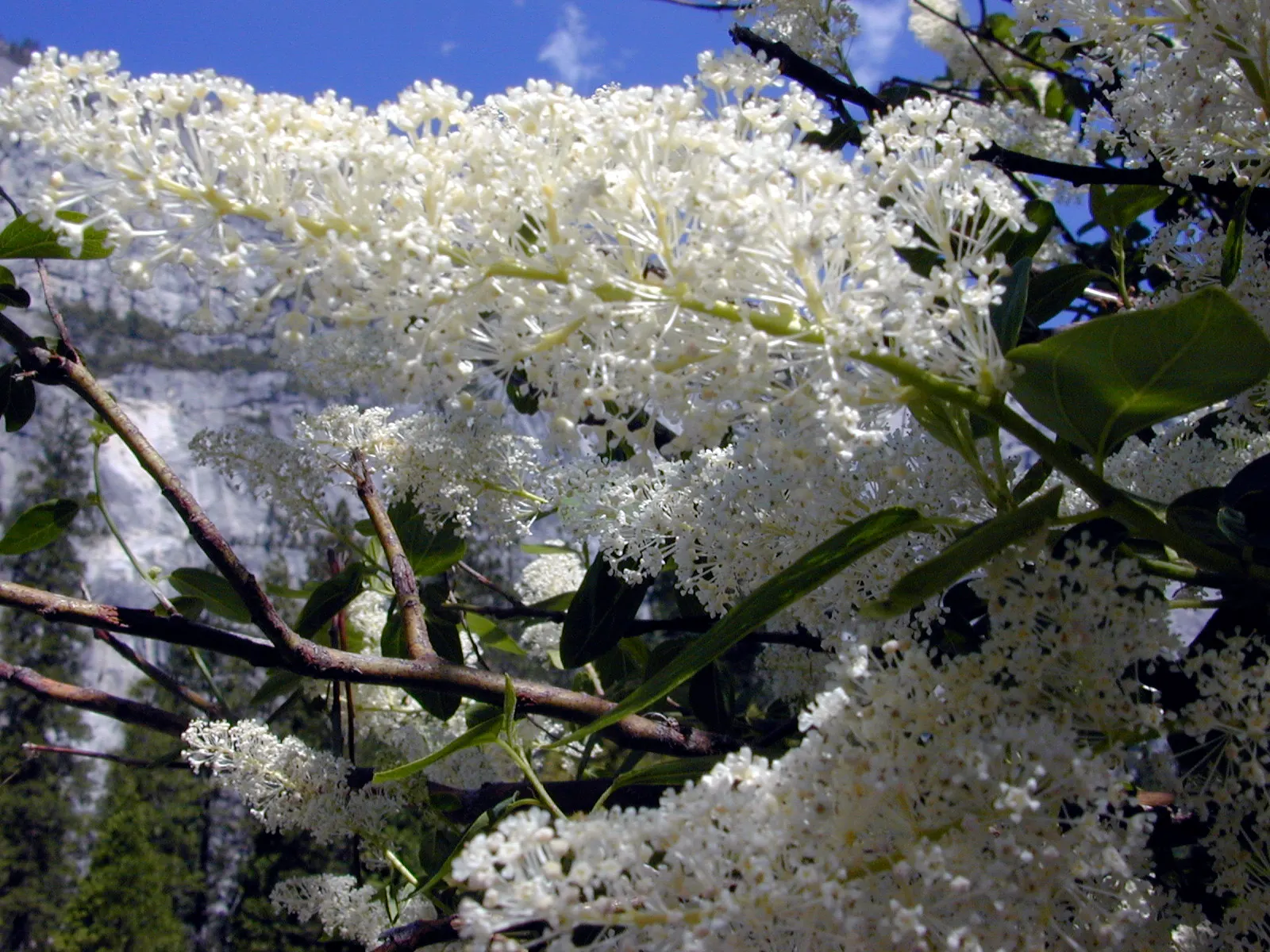 Deerbrush (Ceanothus Integerrimus) — scientifically named Ceanothus integerrimus; preferring full sun to partial shade, it's drought-tolerant once, image 56