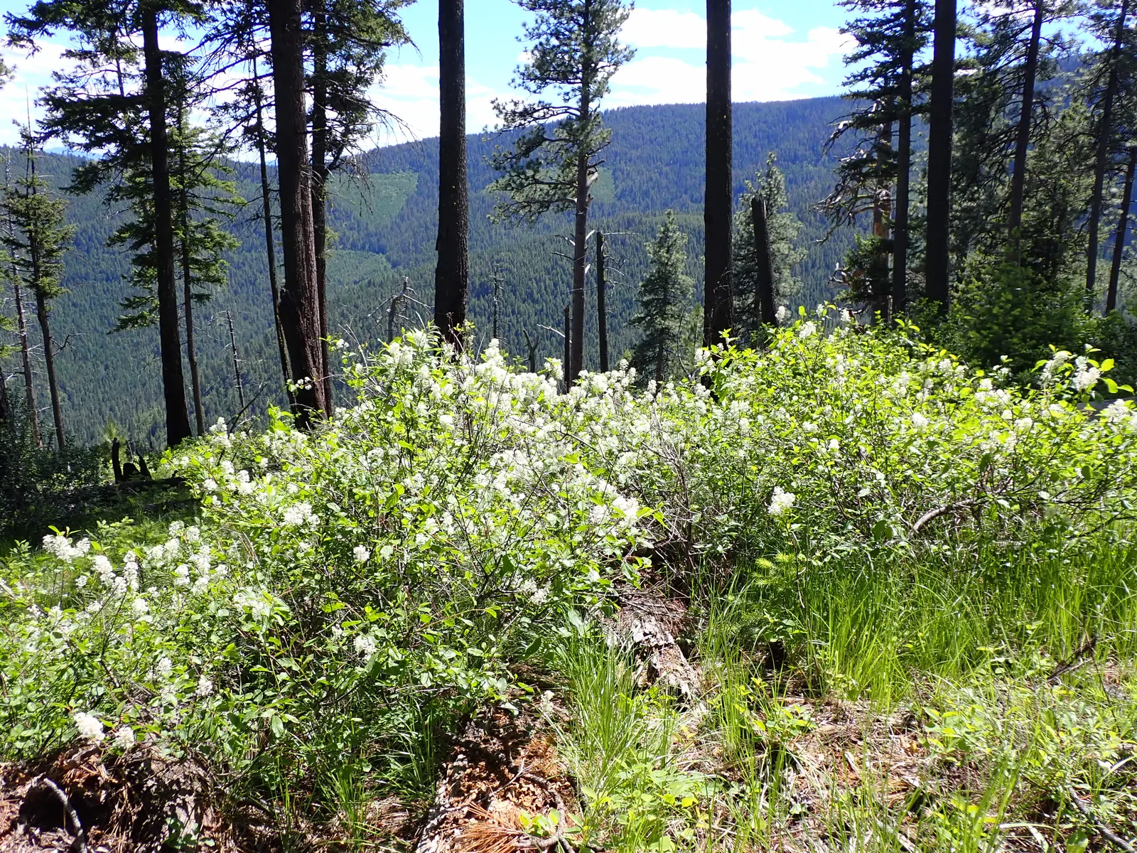Deerbrush (Ceanothus Integerrimus) — deep green leaves and clusters of fragrant; making it an excellent low-maintenance option for areas with, image 75