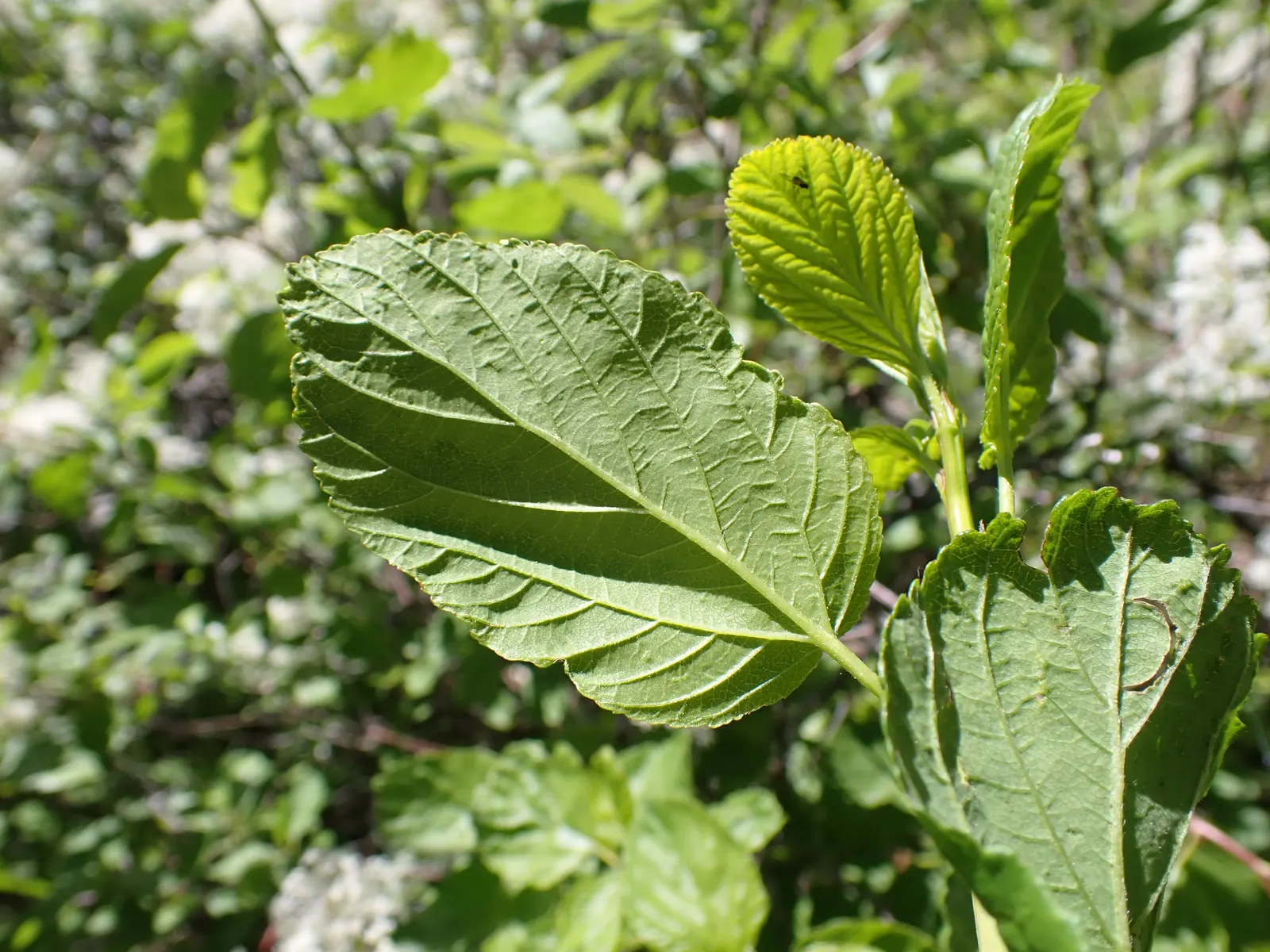 Deerbrush (Ceanothus Integerrimus) — sporting glossy green leaves that measure up to 3 inches long