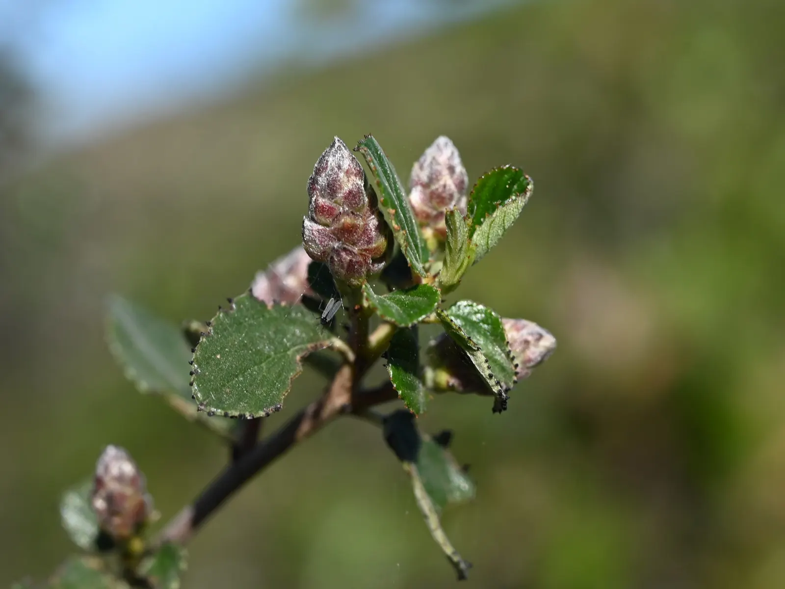 Deerbrush (Ceanothus Integerrimus) — scientifically named Ceanothus integerrimus; preferring full sun to partial shade, it's drought-tolerant once established