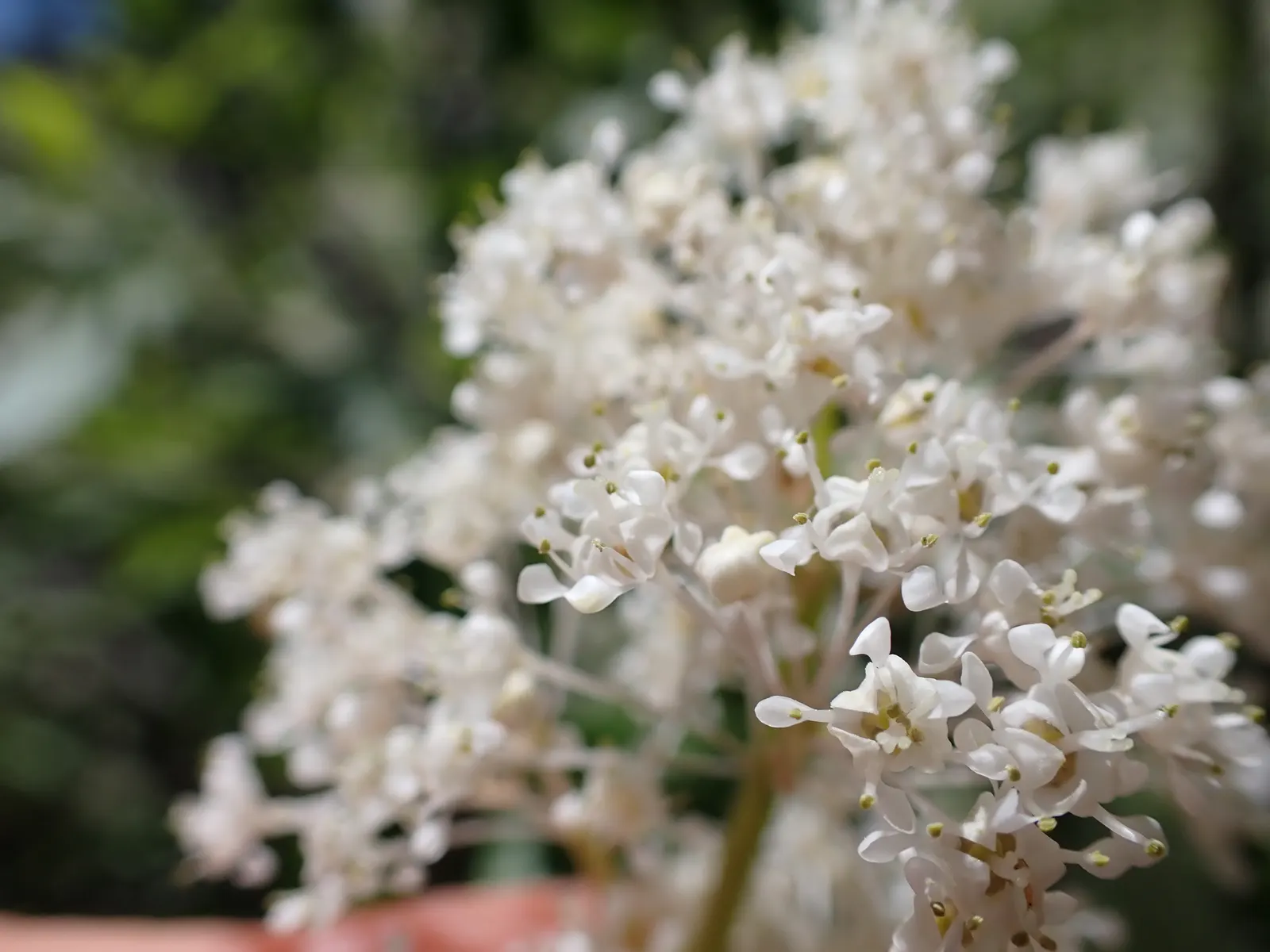 Deerbrush (Ceanothus Integerrimus) — Standing at a mature height of 3 to 10 feet with a similar spread; be mindful that in residential settings, image 82