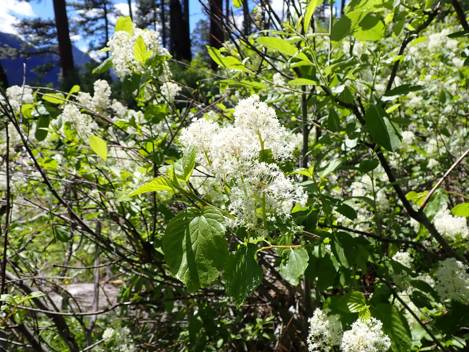 Deerbrush (Ceanothus Integerrimus) — Ceanothus integerrimus, commonly called Deerbrush, thrives in USDA zones 7-10, reaching 6-8 ft tall and wide