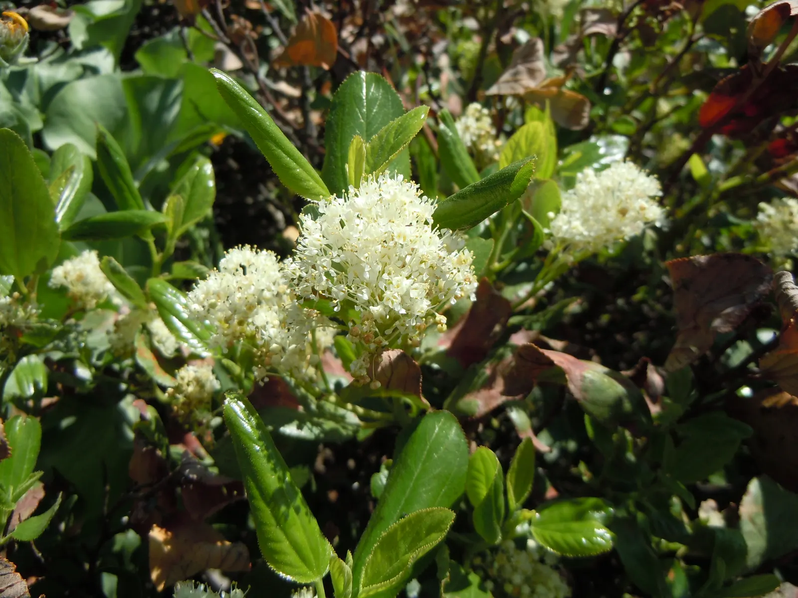 Deerbrush (Ceanothus Integerrimus) — This evergreen features glossy; the Deerbrush is a midsized specimen that promises to bring structure and, image 50