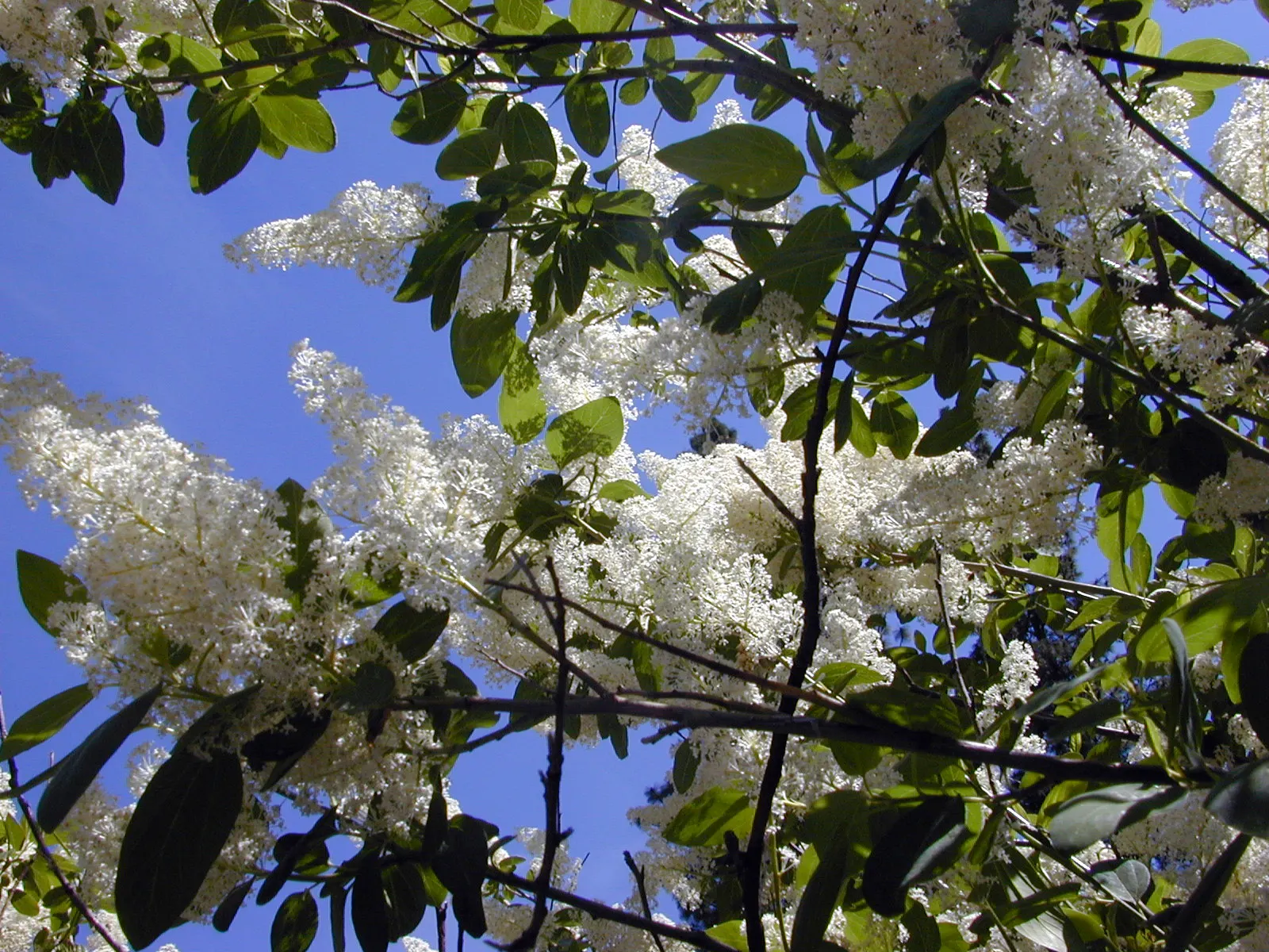 Deerbrush (Ceanothus Integerrimus) — the Deerbrush is a midsized specimen that promises to bring structure and vibrancy to the landscape