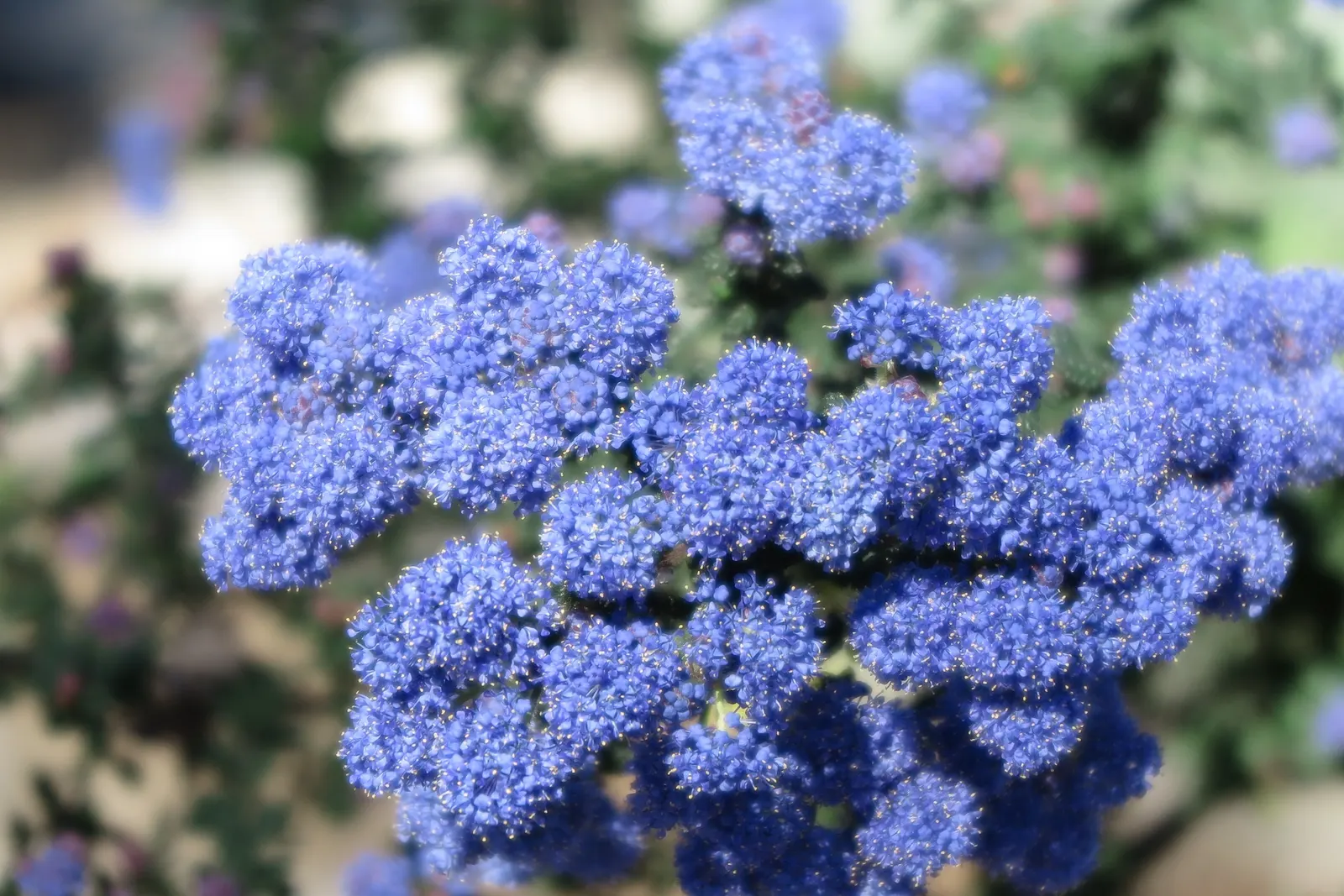 Deerbrush (Ceanothus Integerrimus) — with drought tolerance being a key feature post-establishment; sporting glossy green leaves that measure up to 3 inches