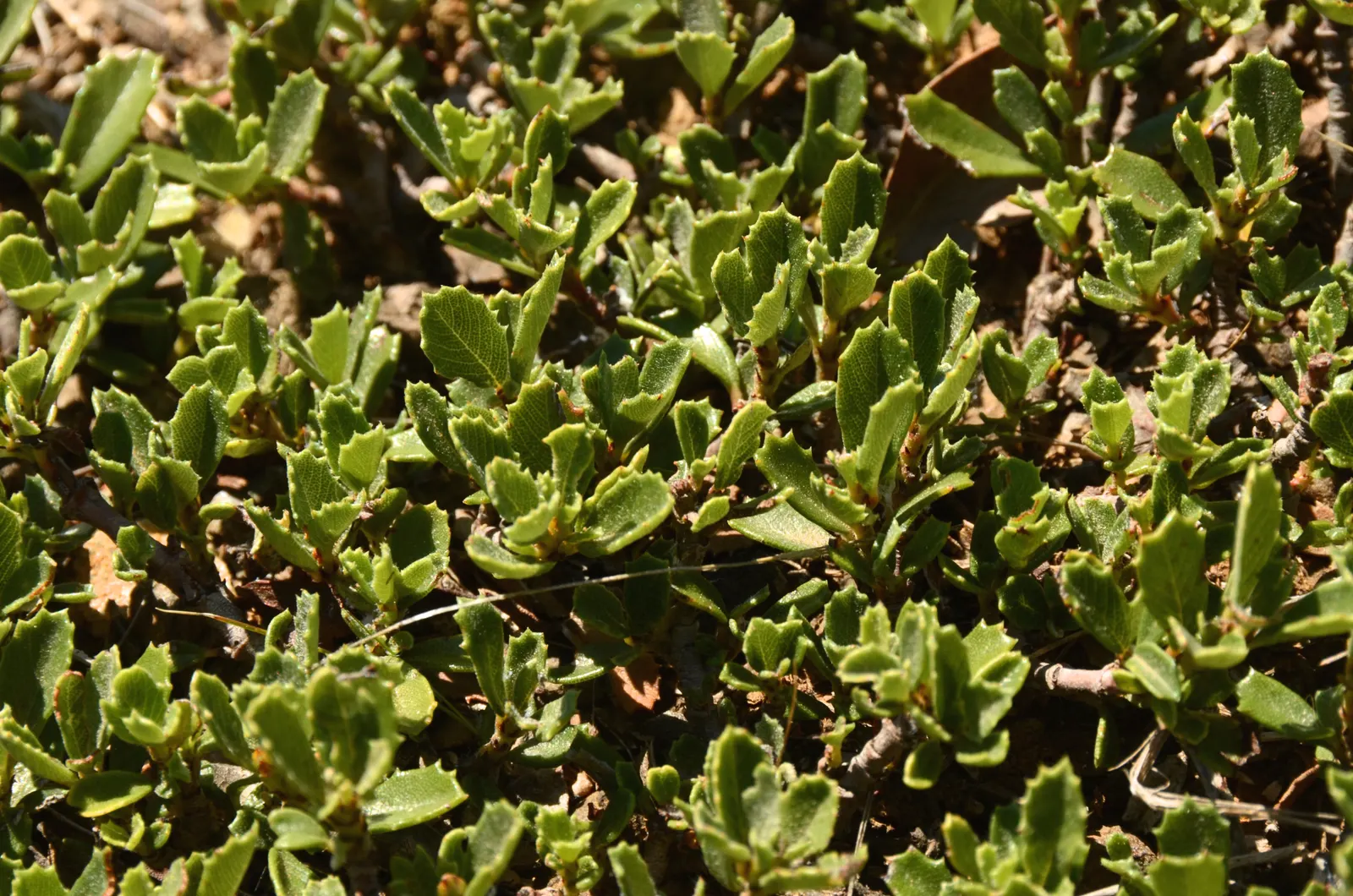 Deerbrush (Ceanothus Integerrimus) — This species is well-suited to well-drained soils and is also deer resistant