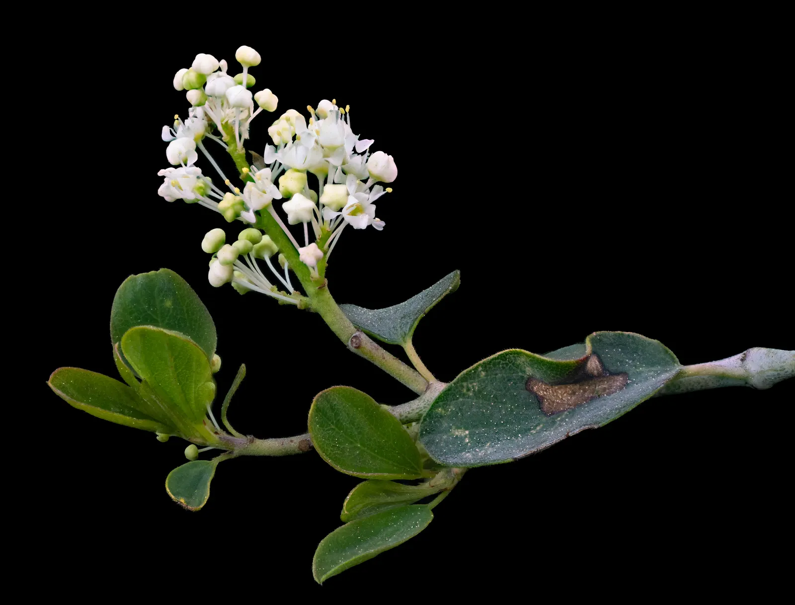 Deerbrush (Ceanothus Integerrimus) — scientifically named Ceanothus integerrimus; preferring full sun to partial shade, it's drought-tolerant once, image 80