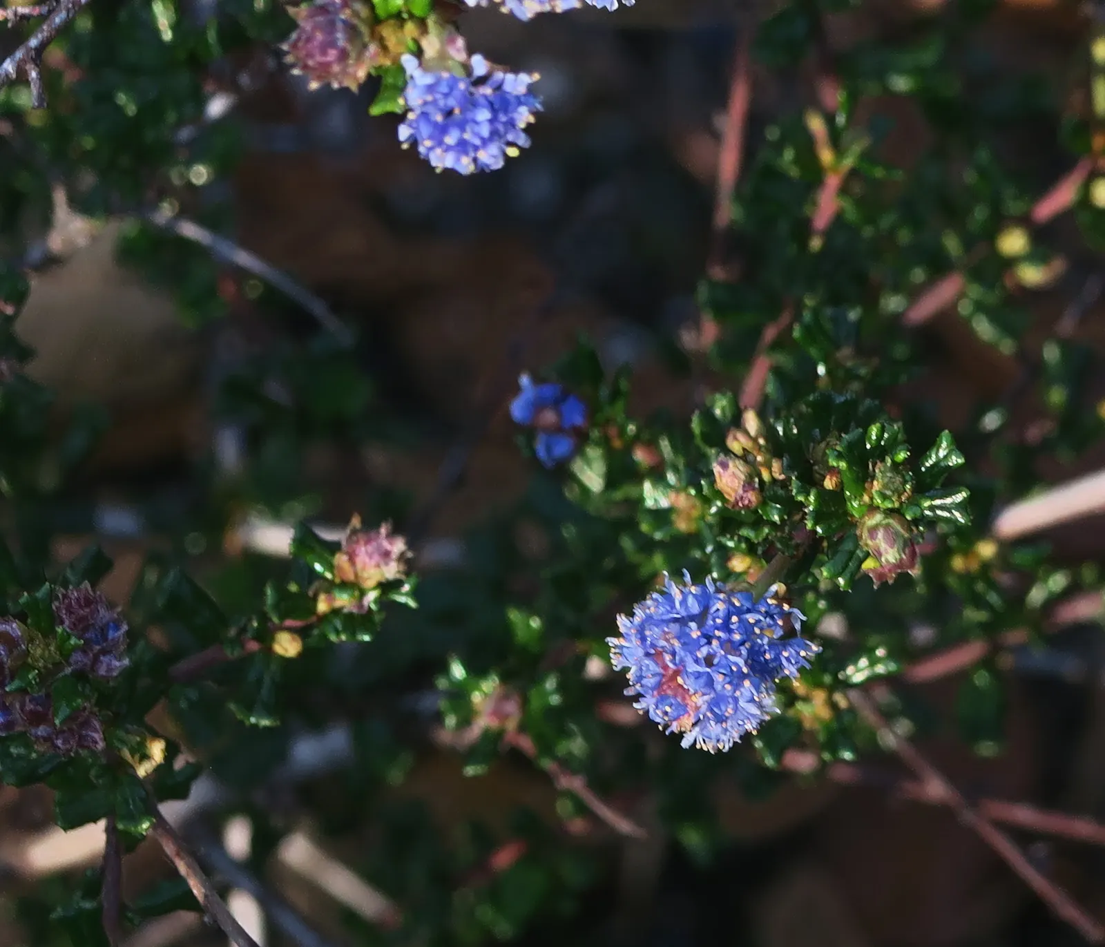 Deerbrush (Ceanothus Integerrimus) — Deerbrush is low-maintenance, requiring minimal watering and pruning; white flowers in the garden, image 55