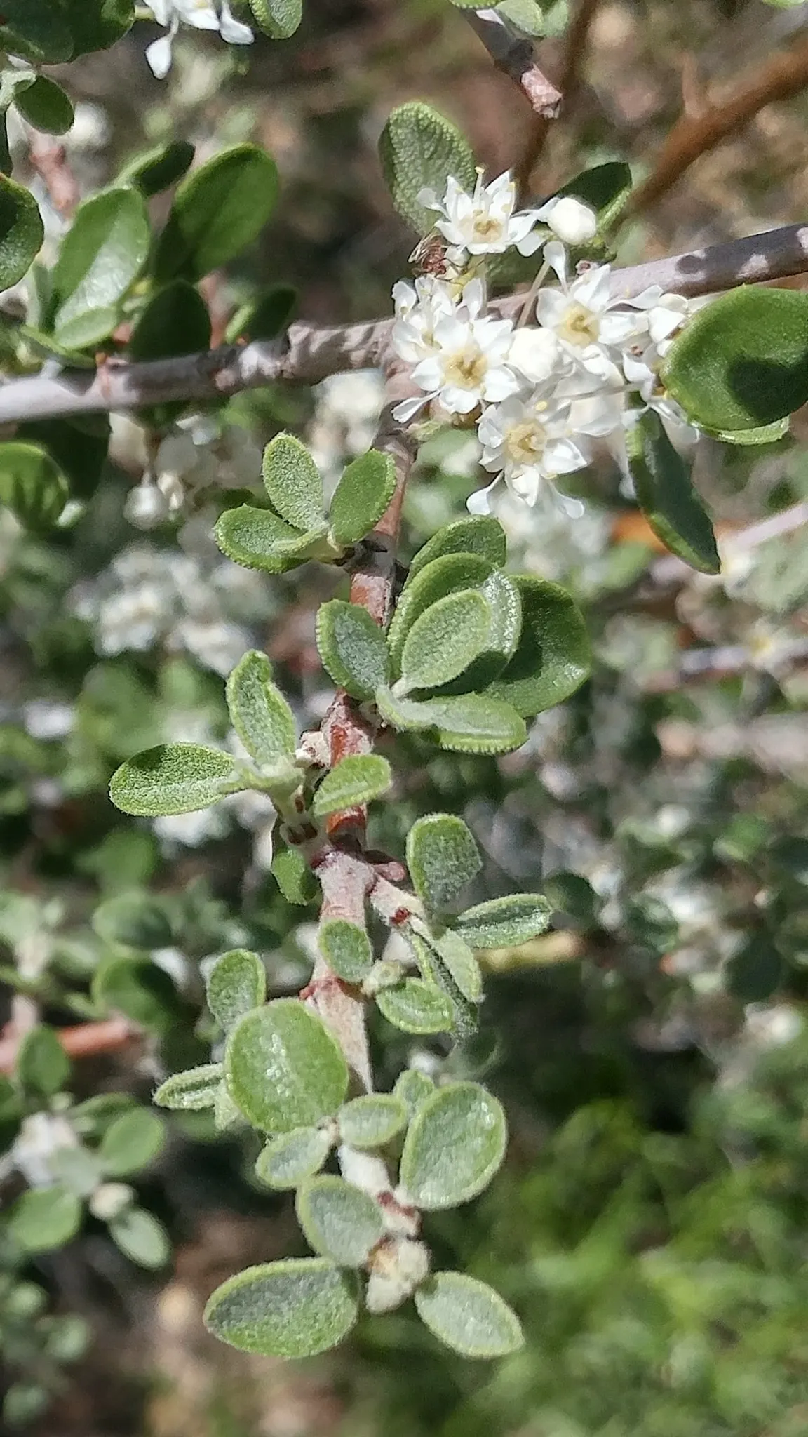 Deerbrush (Ceanothus Integerrimus) — This evergreen features glossy; the Deerbrush is a midsized specimen that promises to bring structure and, image 74