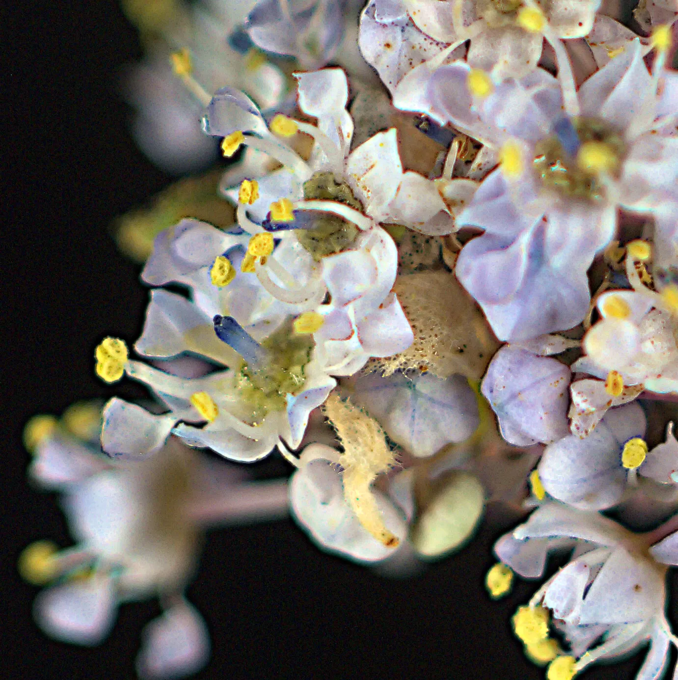 Deerbrush (Ceanothus Integerrimus) — is a versatile and lush addition to any landscaping project looking to celebrate North American native flora; the foliage