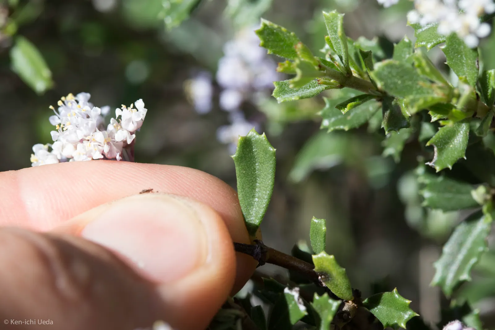 Deerbrush (Ceanothus Integerrimus) — deep green leaves and clusters of fragrant; making it an excellent low-maintenance option for areas with, image 51