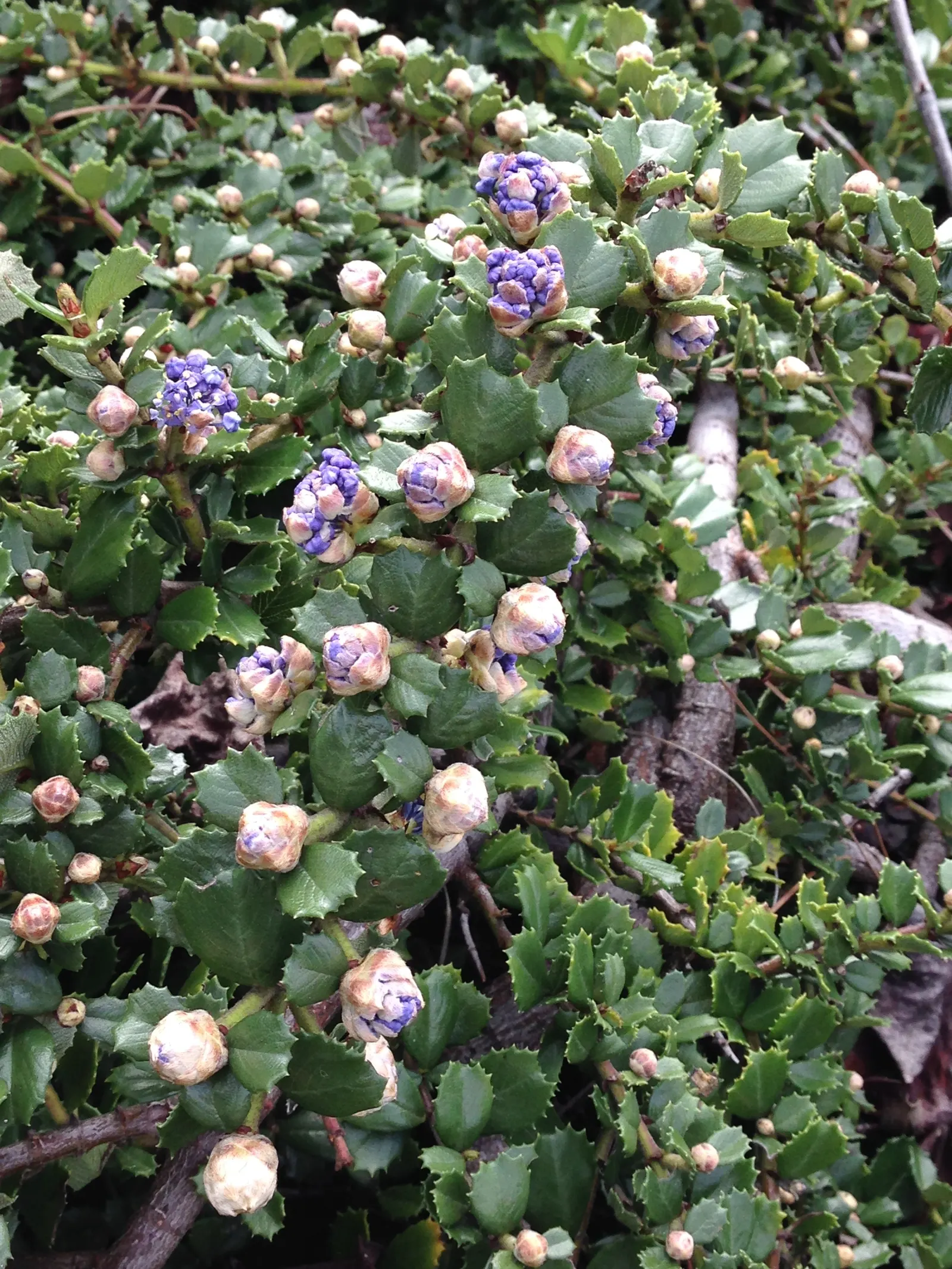 Deerbrush (Ceanothus Integerrimus) — which turn a yellow to bronzy-orange hue in the autumn
