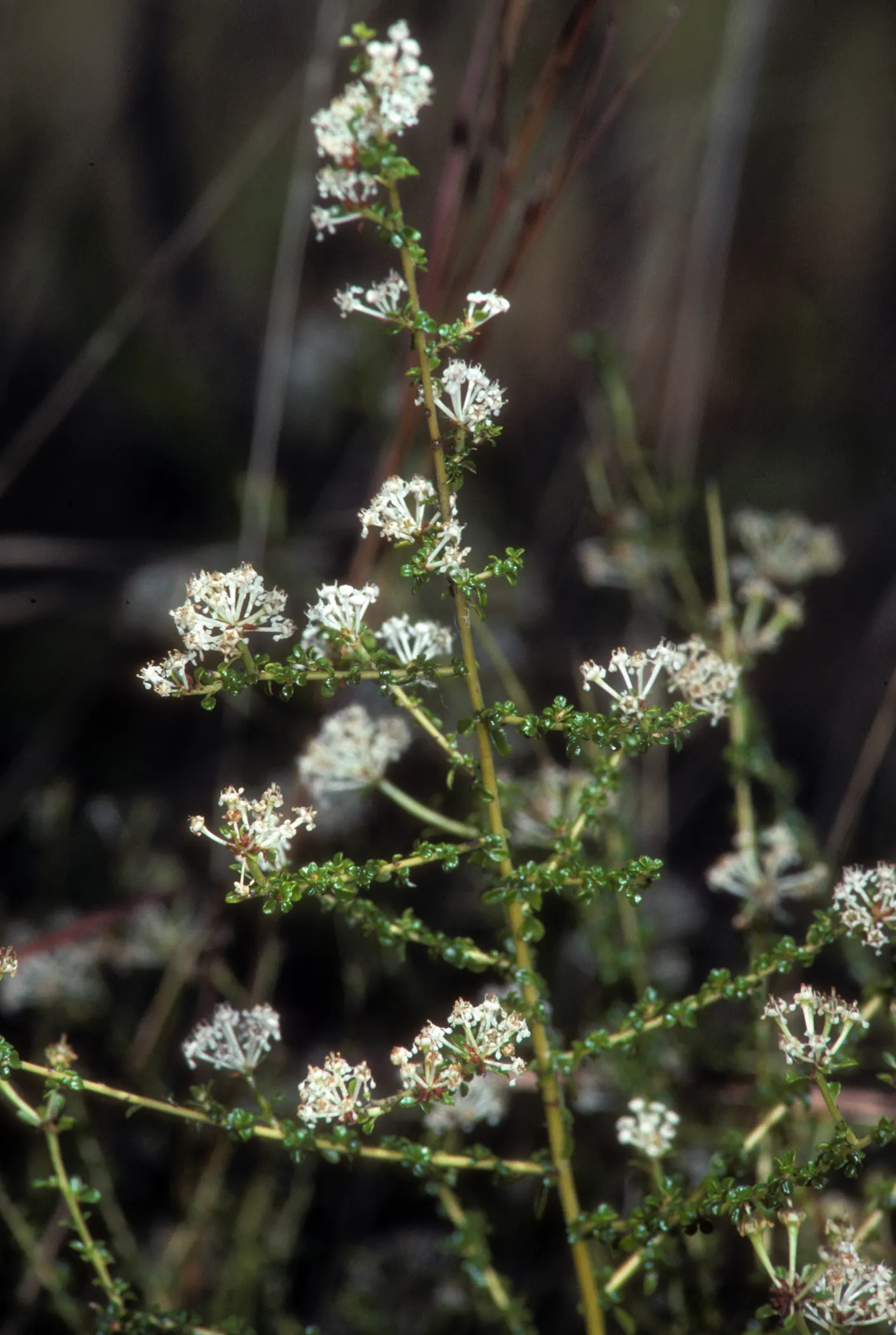Deerbrush (Ceanothus Integerrimus) — shrub for full or half; leaving ample space for its natural form to flourish, image 72