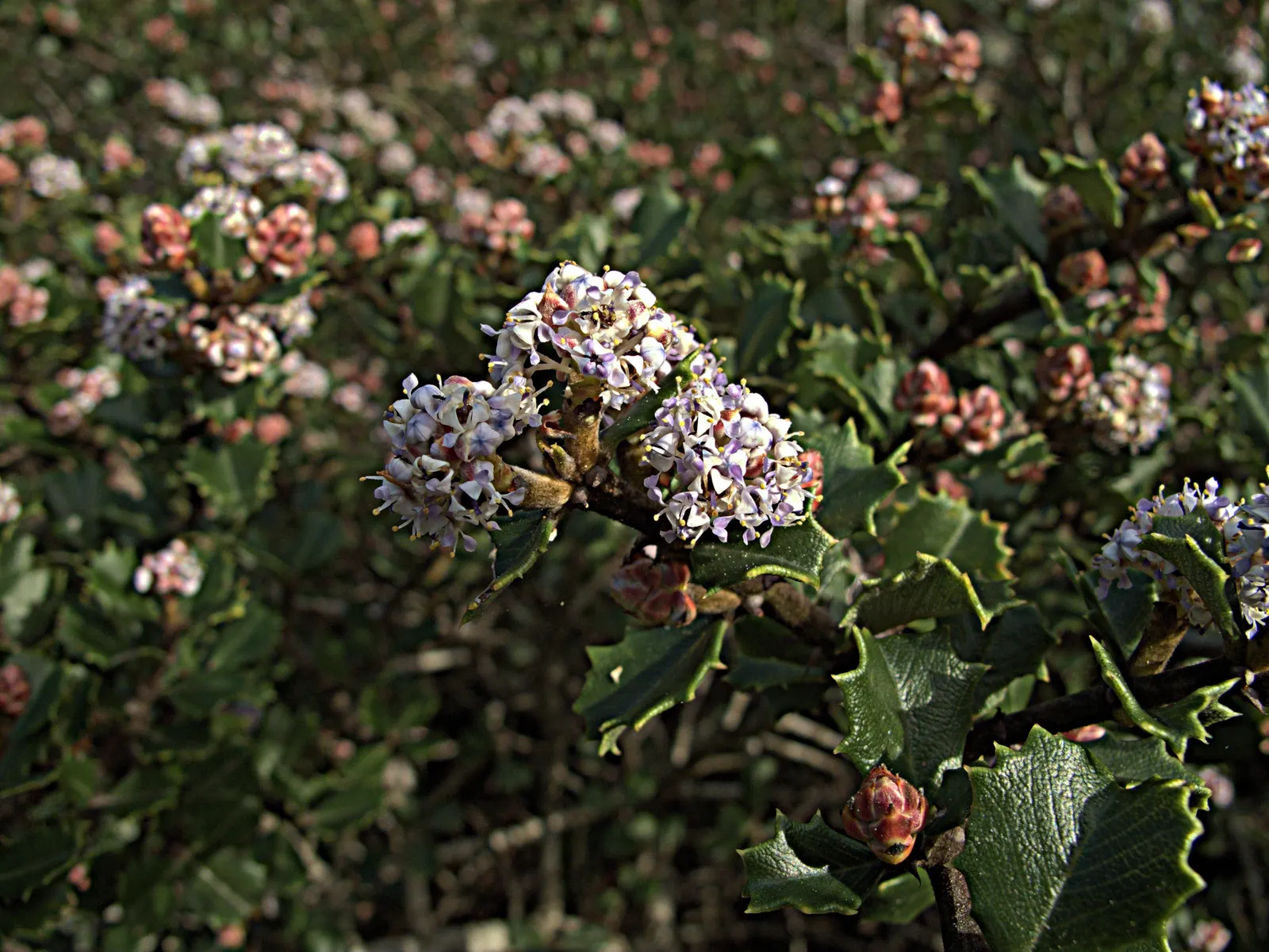 Deerbrush (Ceanothus Integerrimus) — The foliage of this plant is equally appealing; is a versatile and lush addition to any landscaping project, image 60