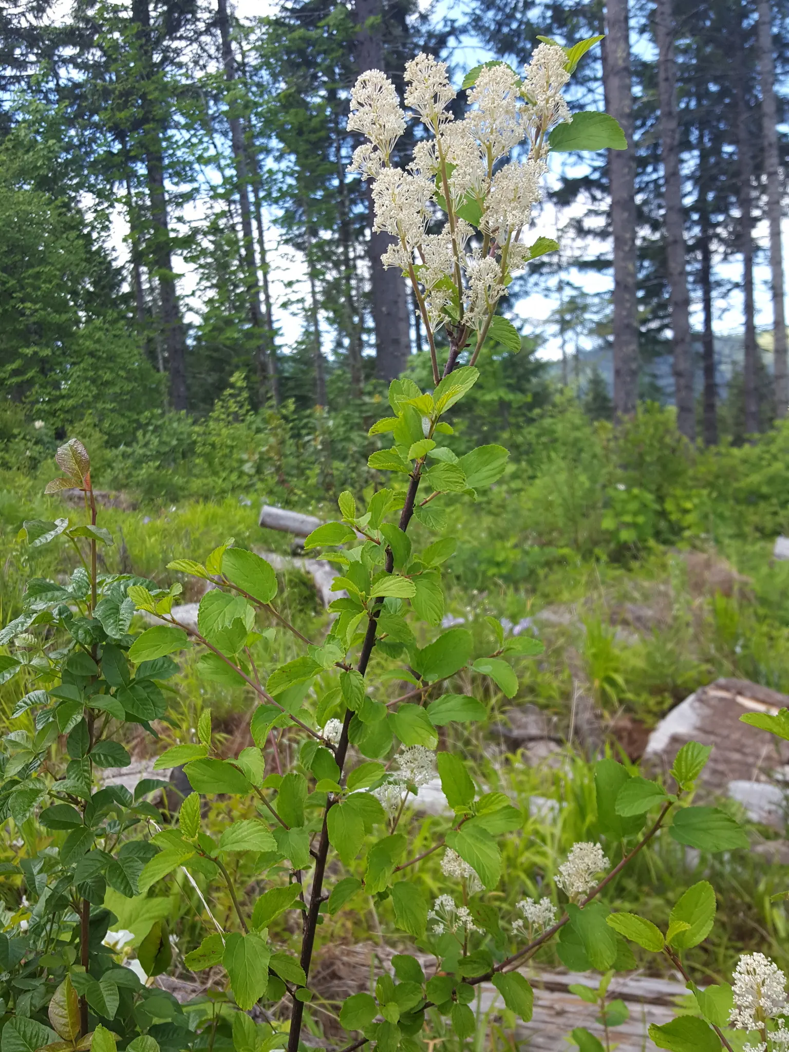 Deerbrush (Ceanothus Integerrimus) — Deerbrush is low-maintenance, requiring minimal watering and pruning
