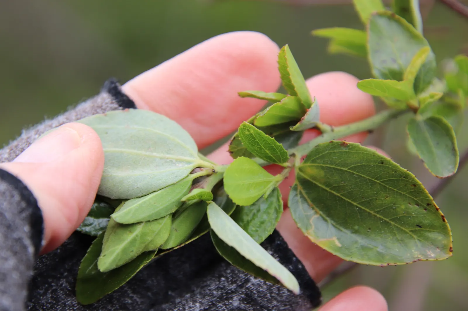 Deerbrush (Ceanothus Integerrimus) — white flowers in the garden