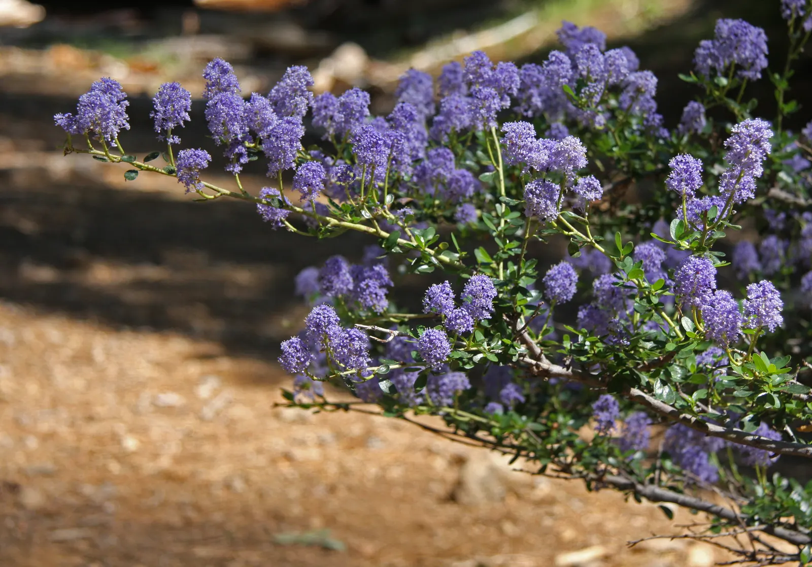 Deerbrush (Ceanothus Integerrimus) — shrub with white blooms; which turn a yellow to bronzy-orange hue in the autumn