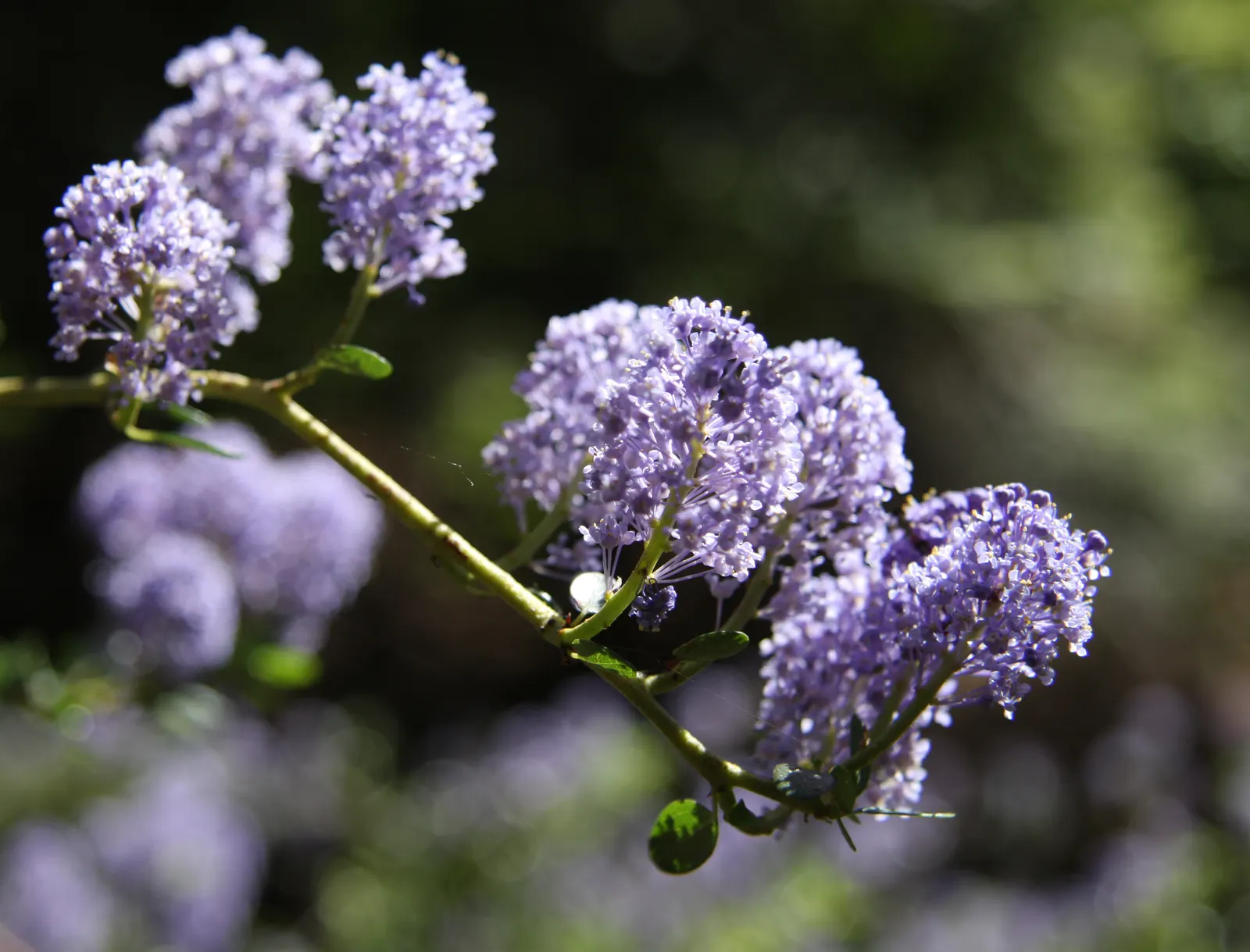 Deerbrush (Ceanothus Integerrimus) — with drought tolerance being a key feature post-establishment; sporting glossy green leaves that measure up to, image 64