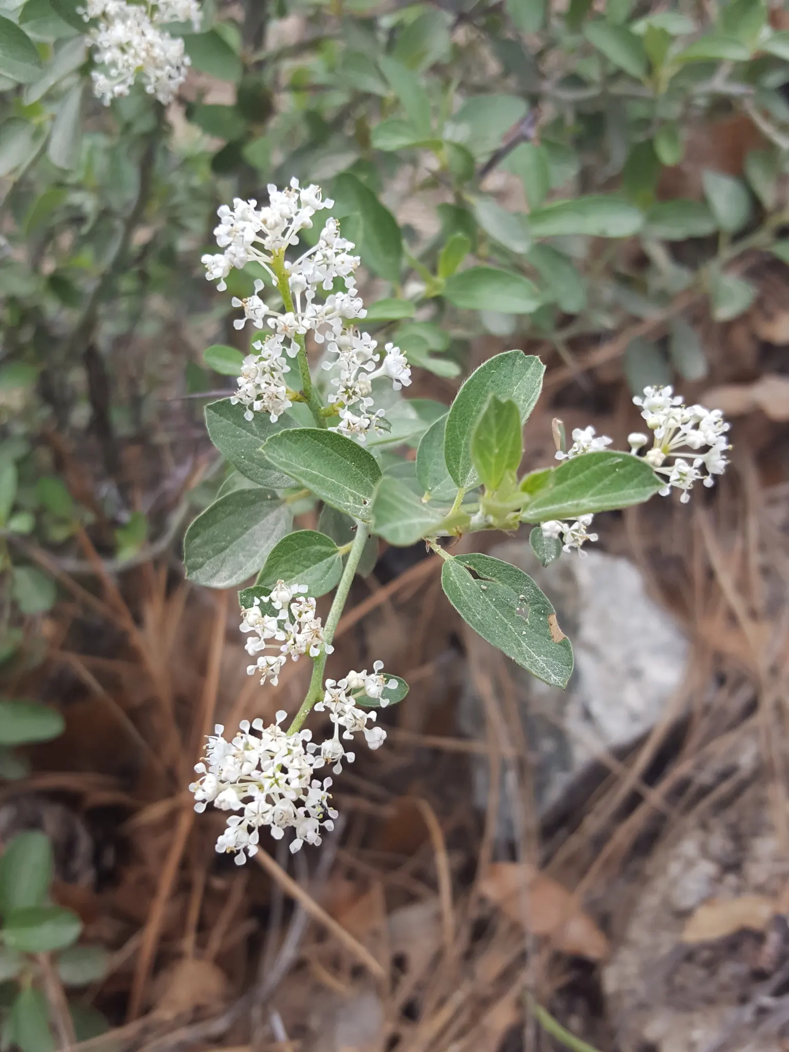 Deerbrush (Ceanothus Integerrimus) — shrub with white blooms; which turn a yellow to bronzy-orange hue in the autumn, image 71