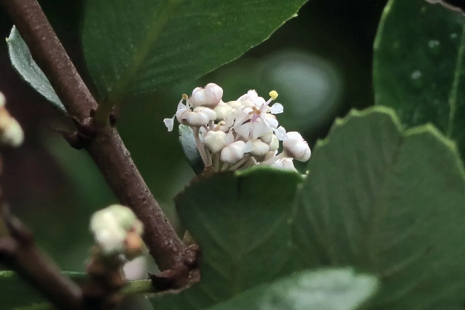 Deerbrush (Ceanothus Integerrimus) — deep green leaves and clusters of fragrant
