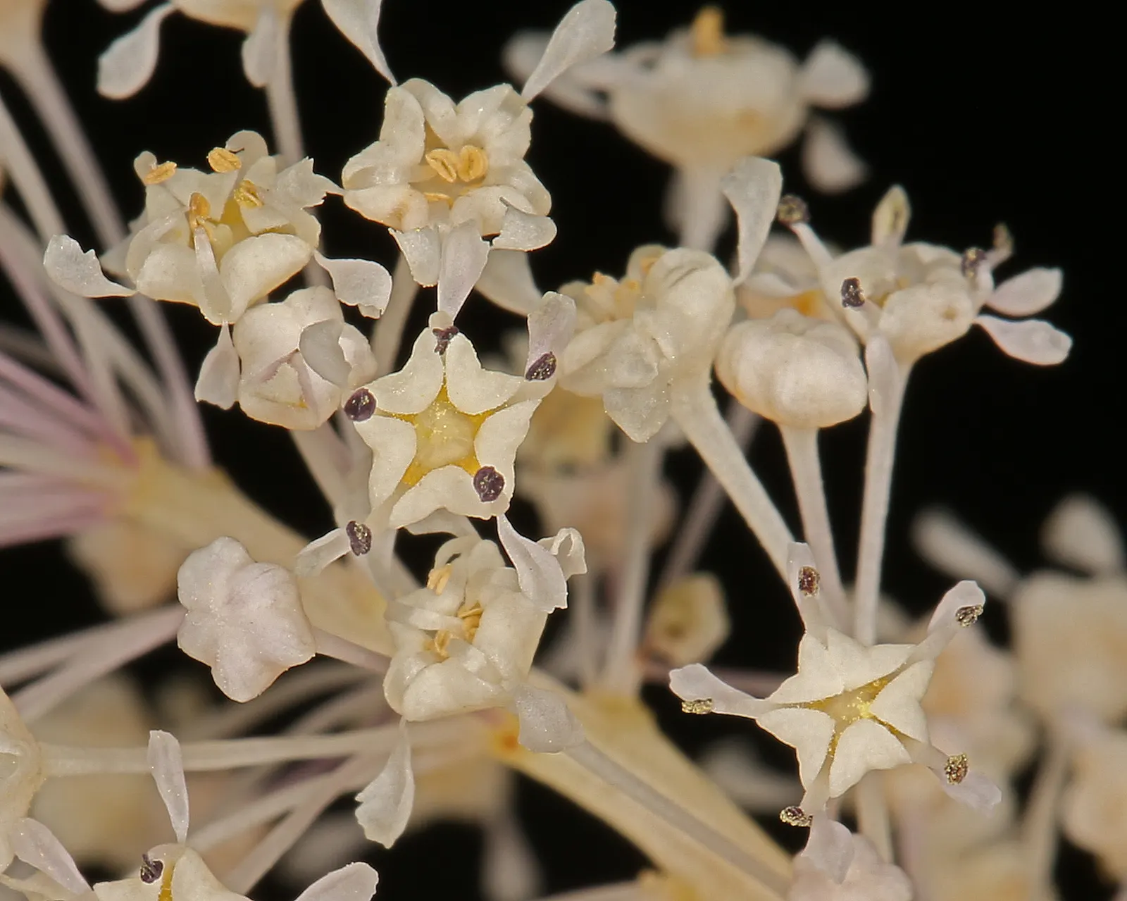 Deerbrush (Ceanothus Integerrimus) — Deerbrush is low-maintenance, requiring minimal watering and pruning; white flowers in the garden, image 79
