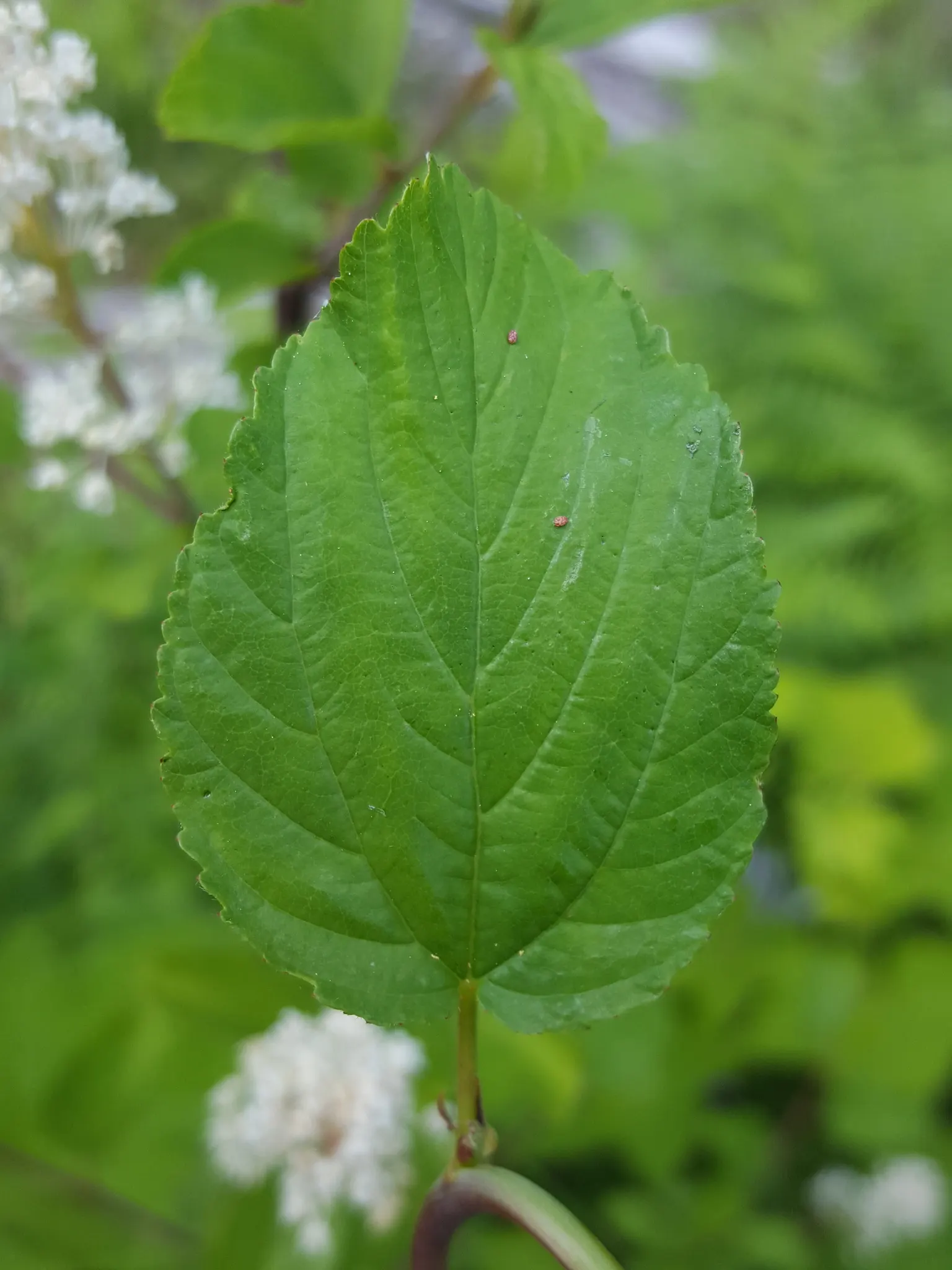 Deerbrush (Ceanothus Integerrimus) — This evergreen features glossy