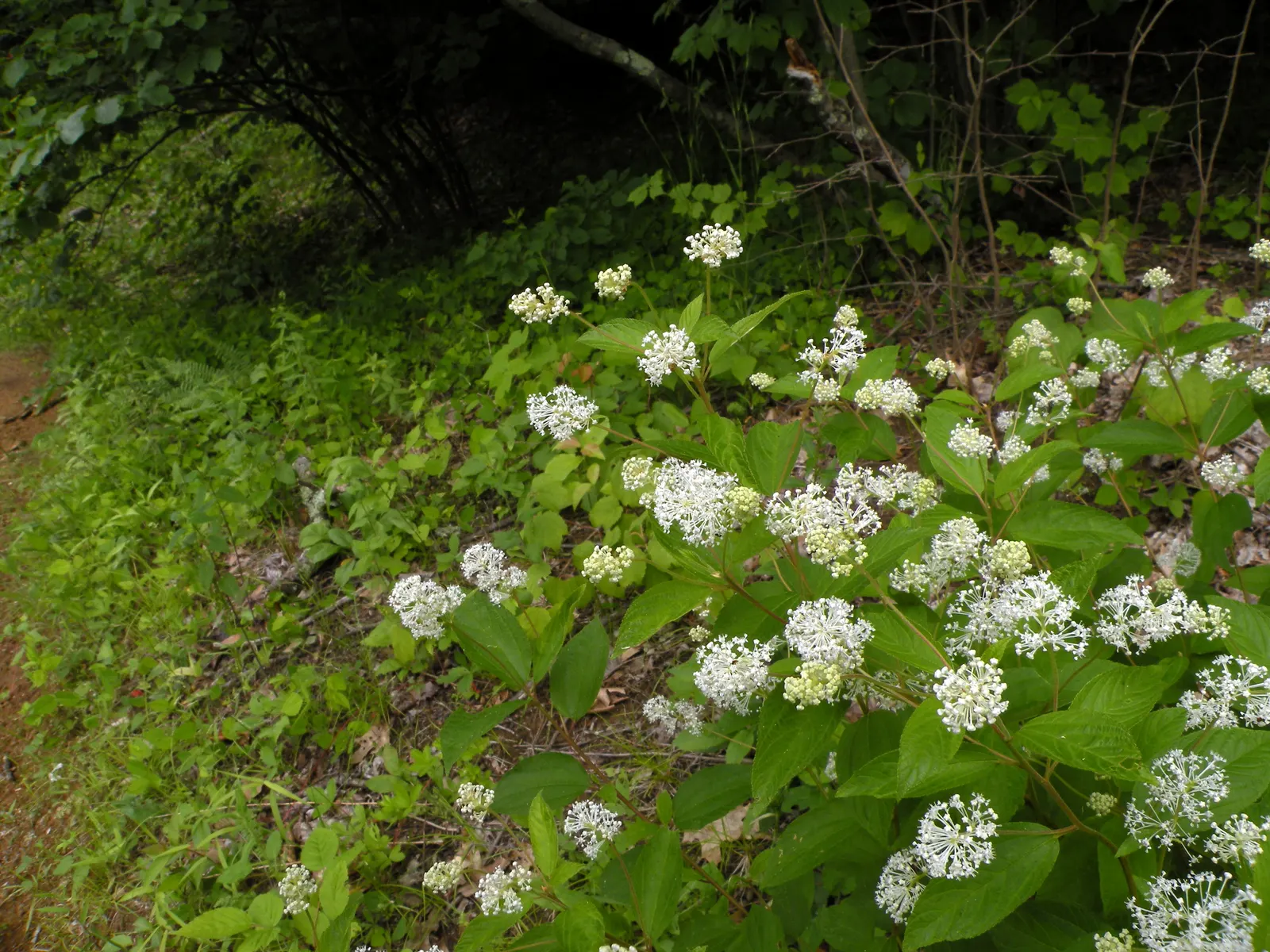 Deerbrush (Ceanothus Integerrimus) — Be mindful that in residential settings; standing at a mature height of 3 to 10 feet with a similar spread, image 67