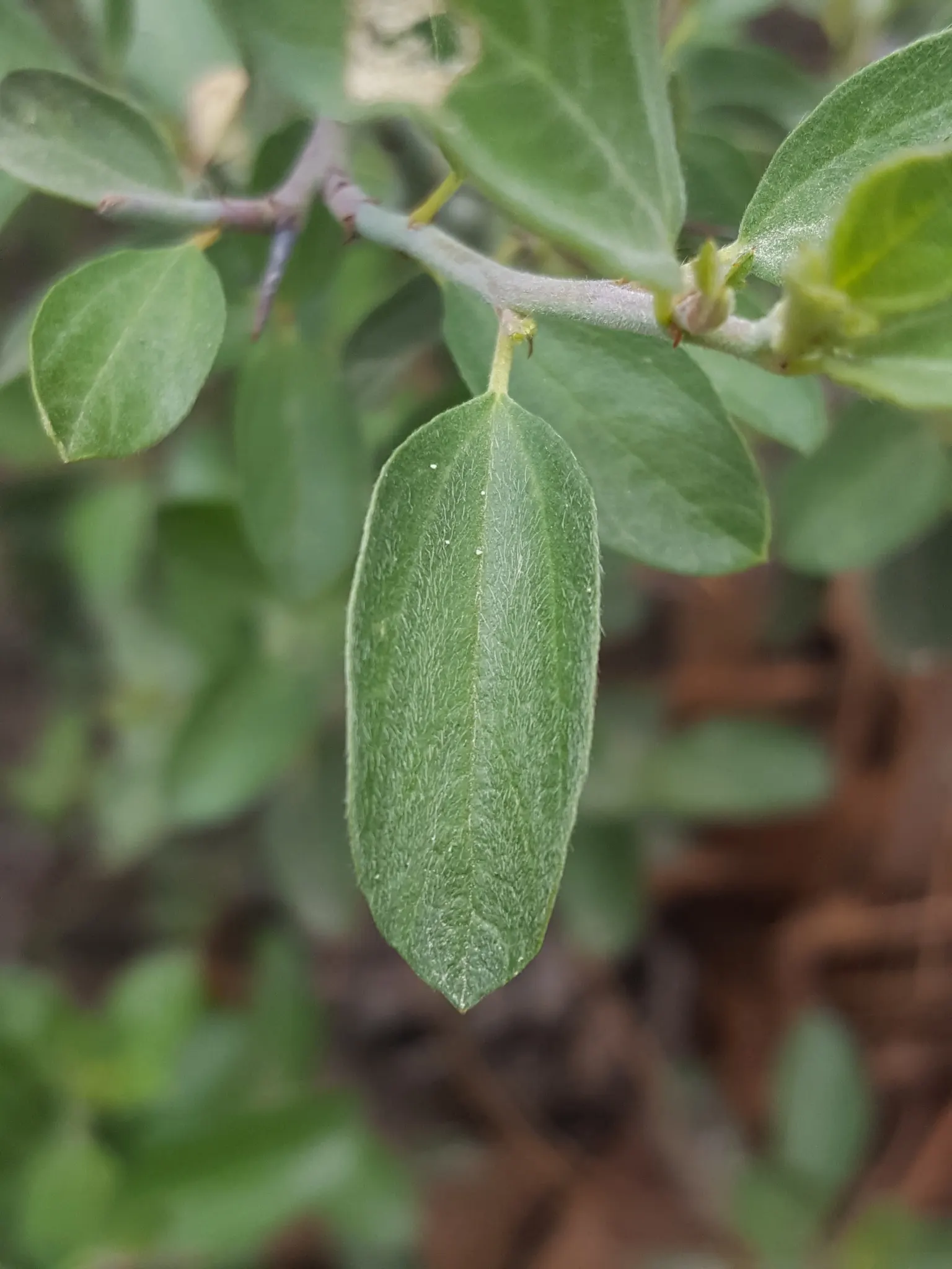 Deerbrush (Ceanothus Integerrimus) — It requires minimal maintenance once established; ideal for naturalistic settings, it attracts pollinators and serves as