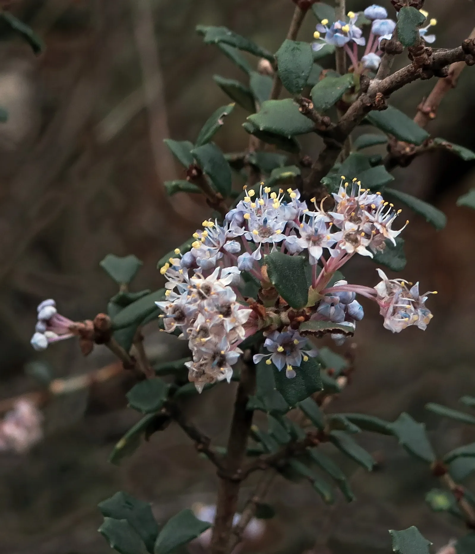 Deerbrush (Ceanothus Integerrimus) — Standing at a mature height of 3 to 10 feet with a similar spread