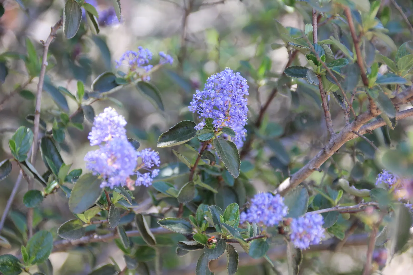 Deerbrush (Ceanothus Integerrimus) — making it an excellent low-maintenance option for areas with prevalent wildlife; deep green leaves and clusters of fragrant
