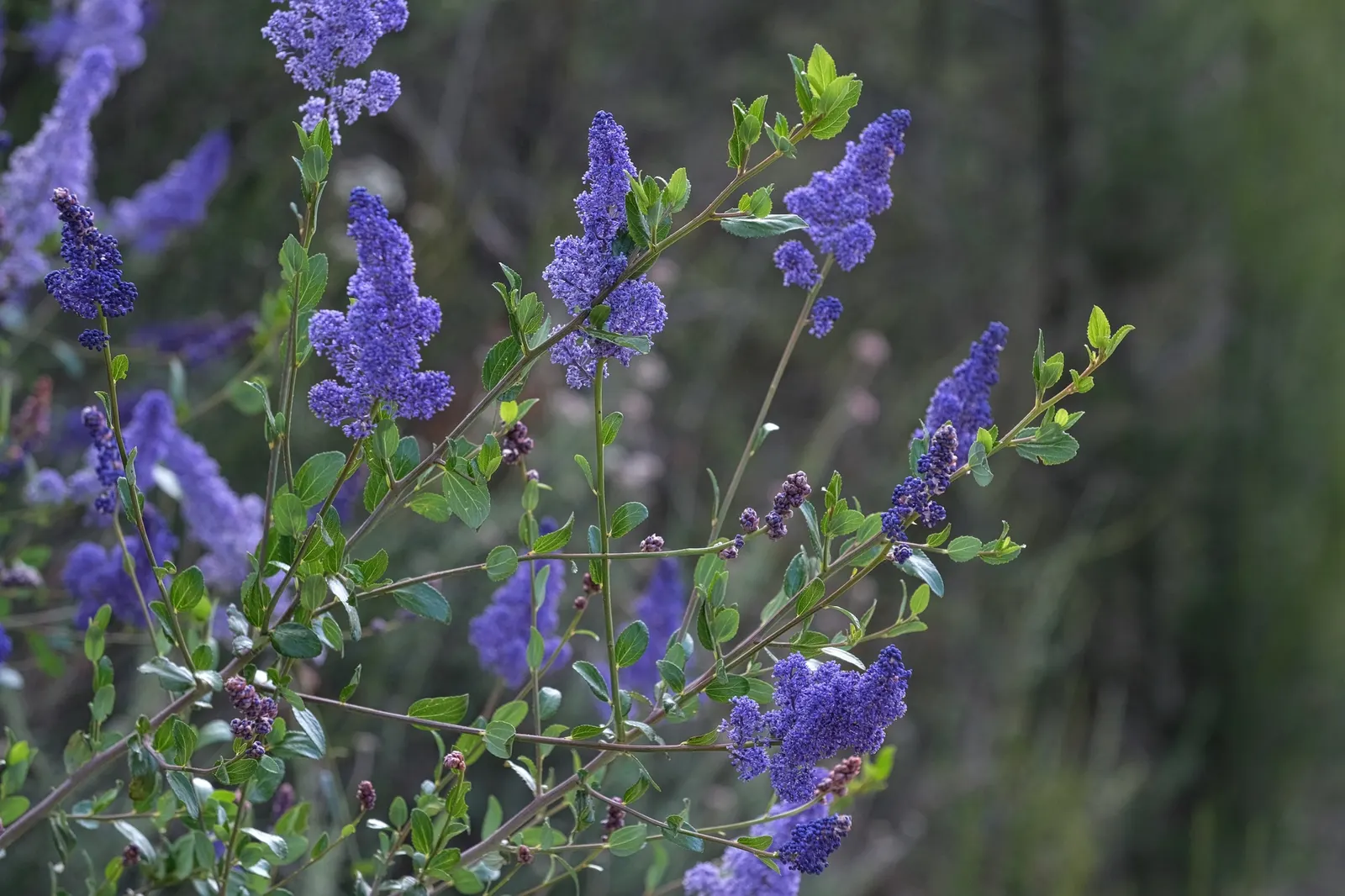 Deerbrush (Ceanothus Integerrimus) — Deerbrush is low-maintenance, requiring minimal watering and pruning; white flowers in the garden
