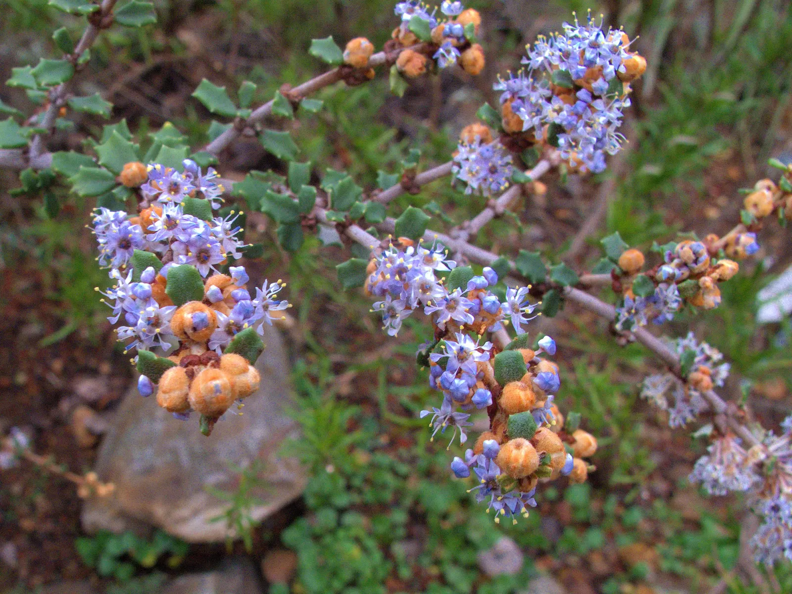 Deerbrush (Ceanothus Integerrimus) — white to pale blue flowers in spring; ceanothus integerrimus, commonly called Deerbrush, thrives in USDA zones 7-10