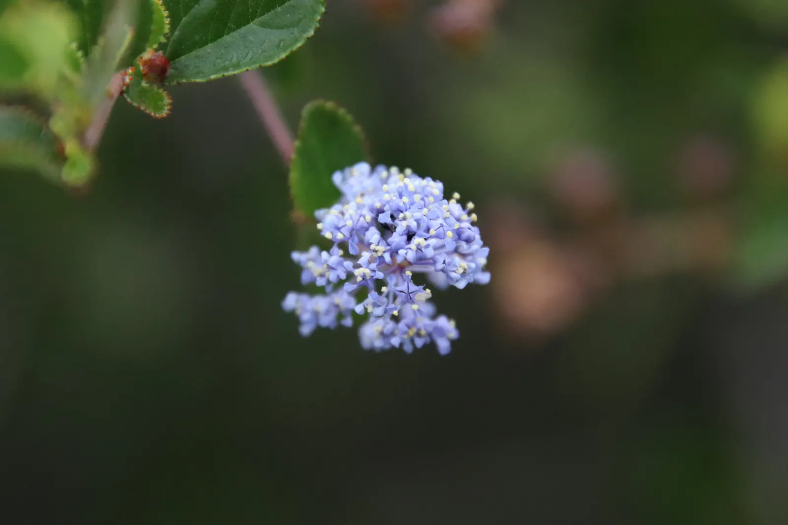 Deerbrush (Ceanothus Integerrimus) — Ideal for naturalistic settings, it attracts pollinators and serves as excellent wildlife cover; it requires, image 54