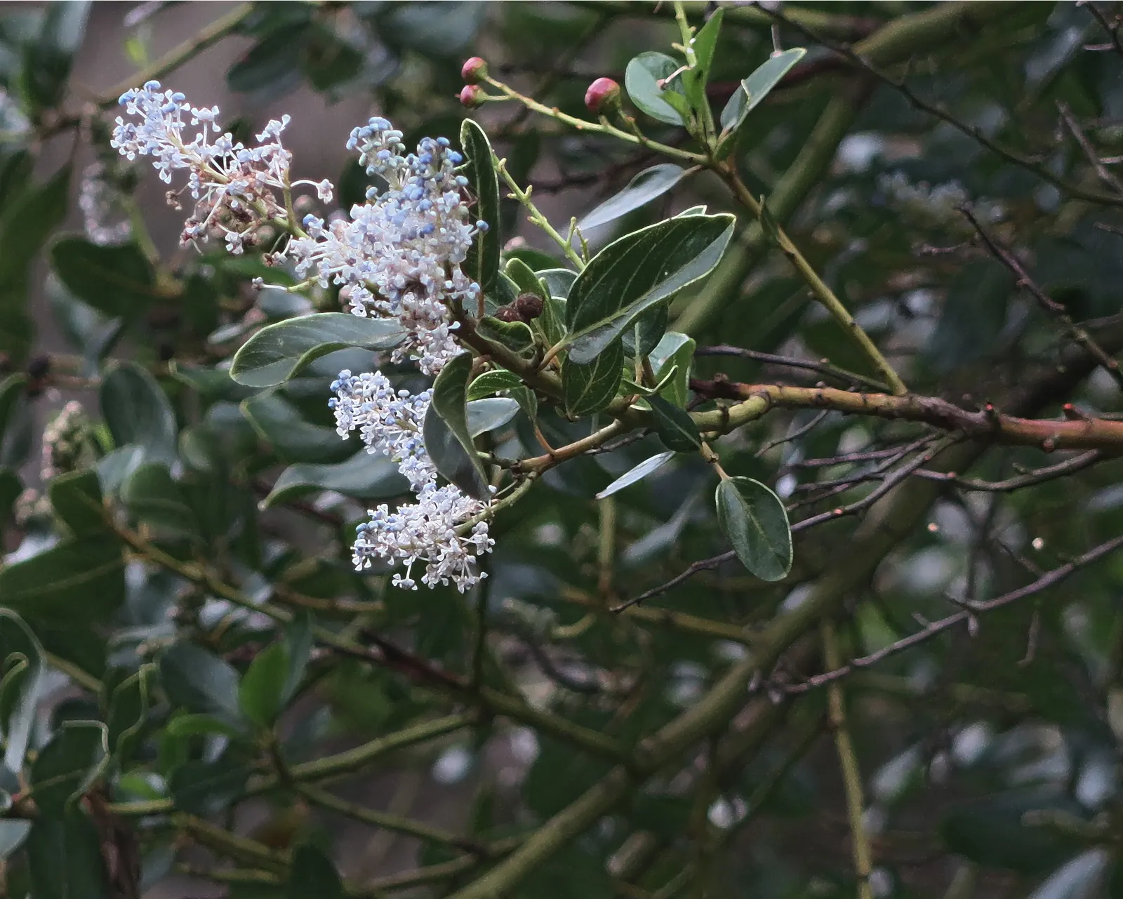 Deerbrush (Ceanothus Integerrimus) — leaving ample space for its natural form to flourish