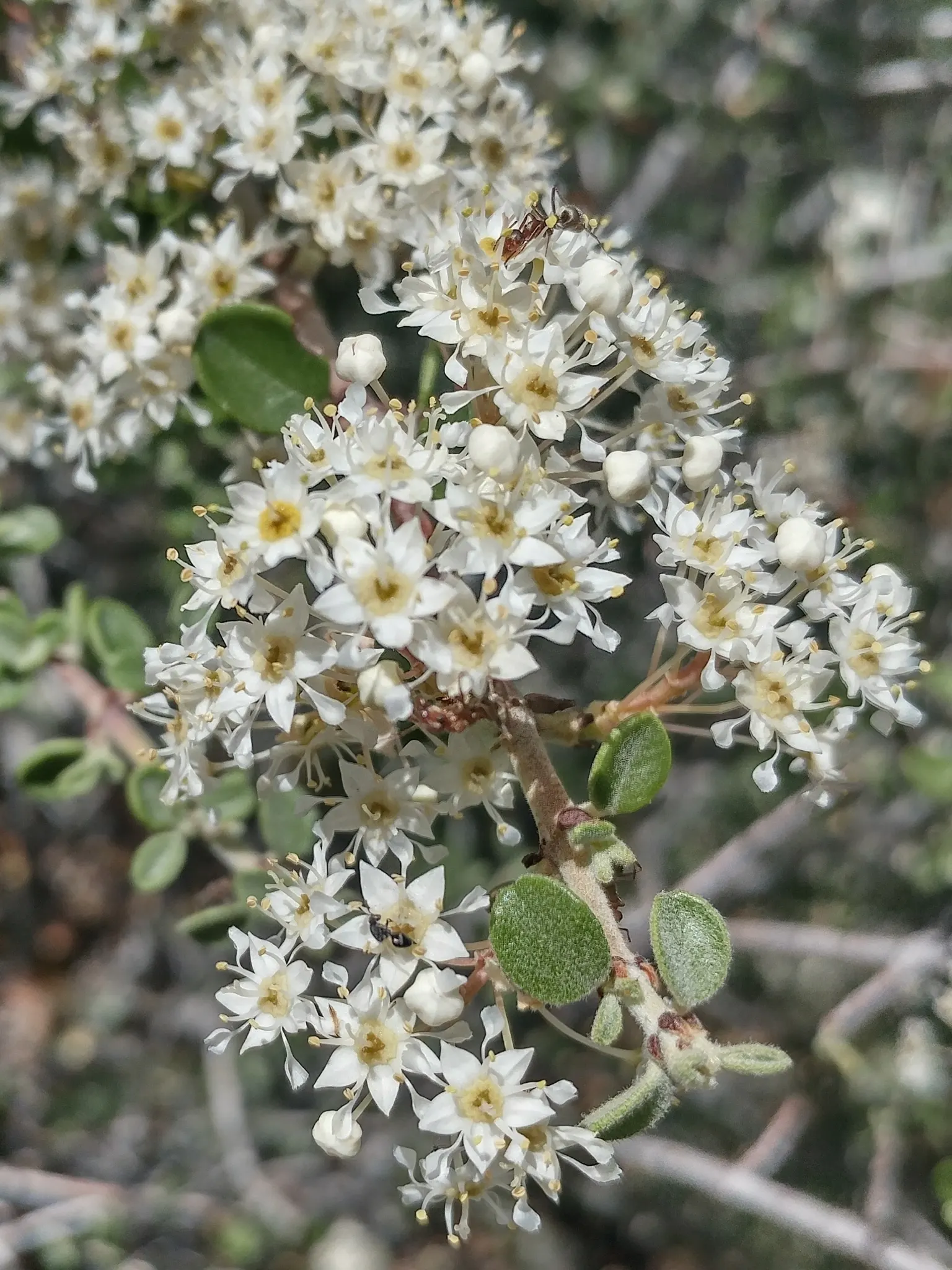 Deerbrush (Ceanothus Integerrimus) — sporting glossy green leaves that measure up to 3 inches long; with drought tolerance being a key feature, image 61