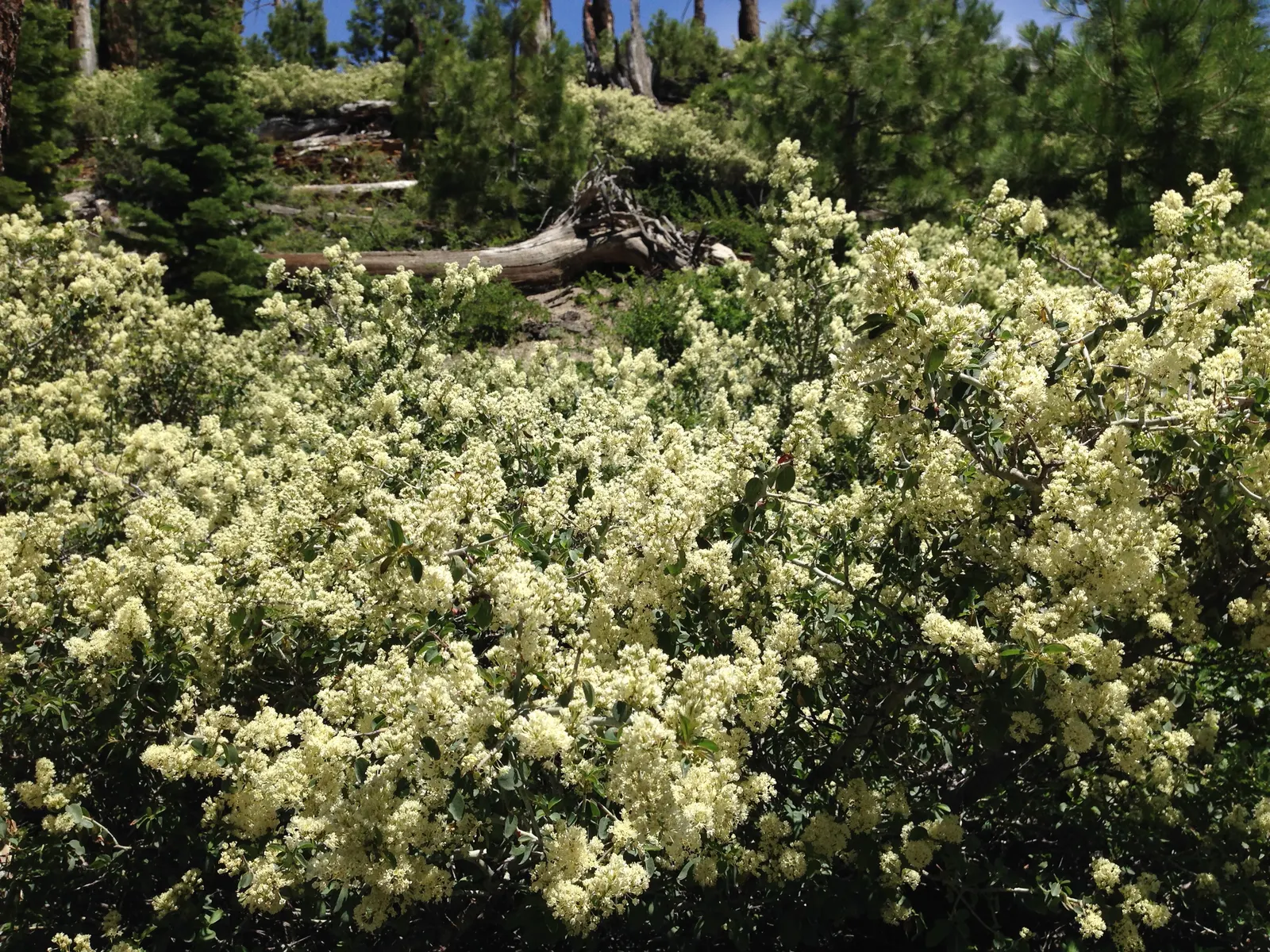 Deerbrush (Ceanothus Integerrimus) — Standing at a mature height of 3 to 10 feet with a similar spread; be mindful that in residential settings