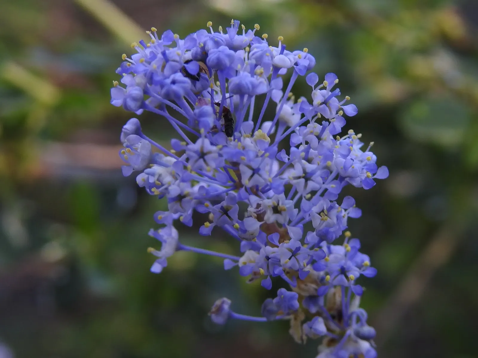 Deerbrush (Ceanothus Integerrimus) — making it an excellent low-maintenance option for areas with prevalent wildlife; deep green leaves and, image 66